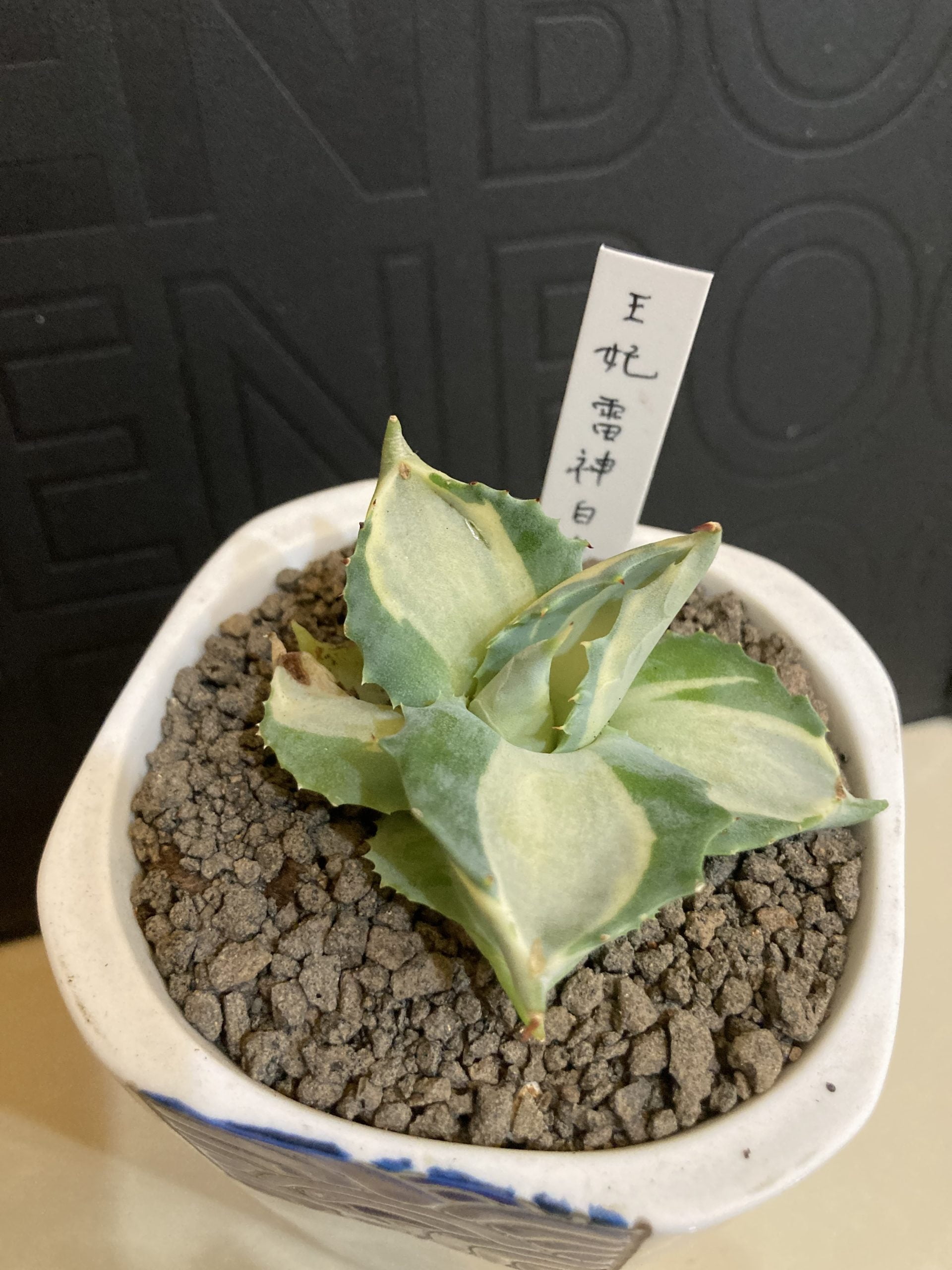 王妃雷神白中斑