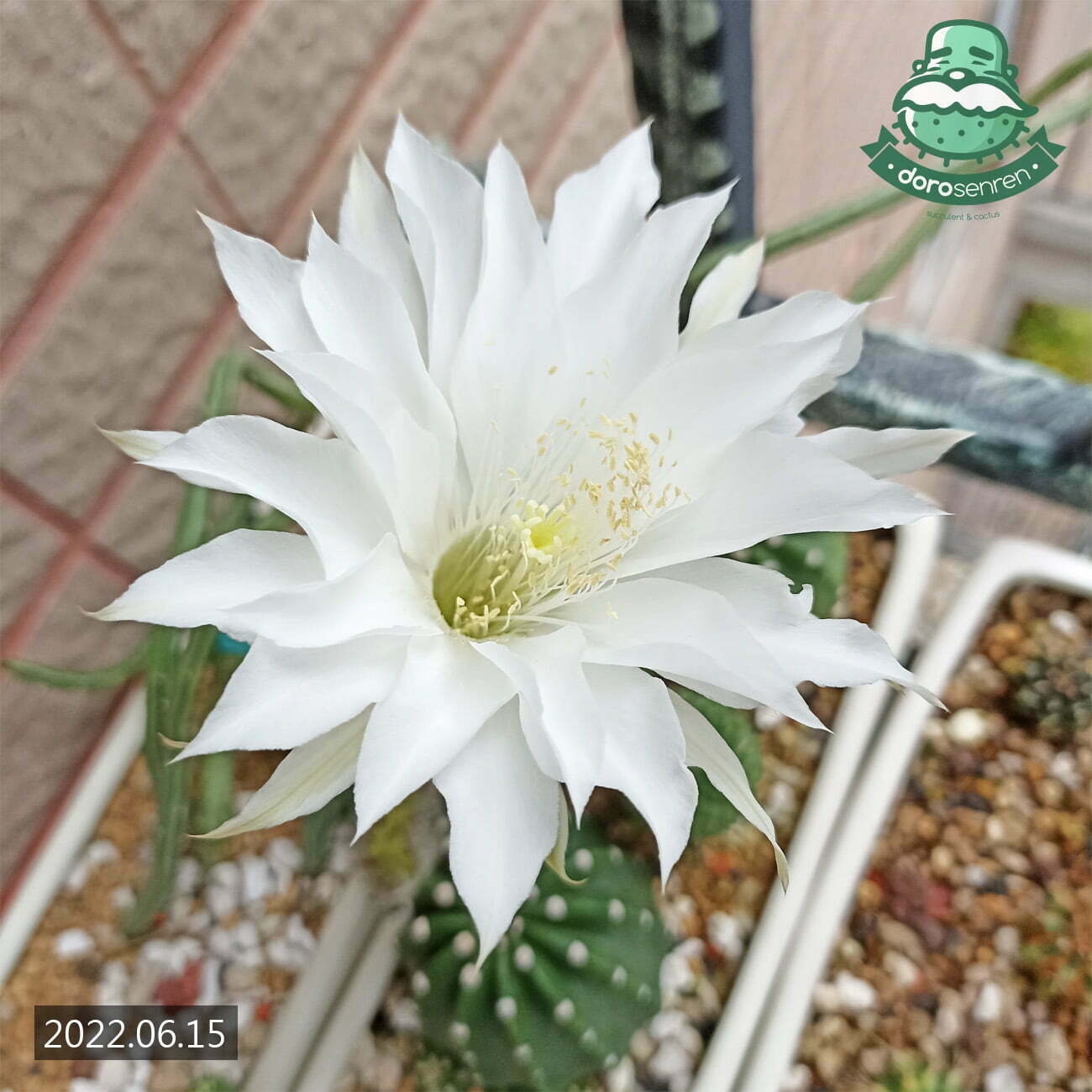 短毛丸