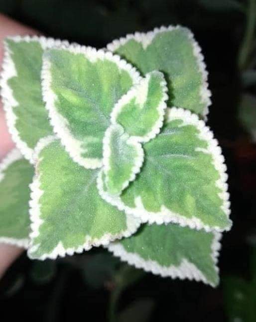 左手香白邊