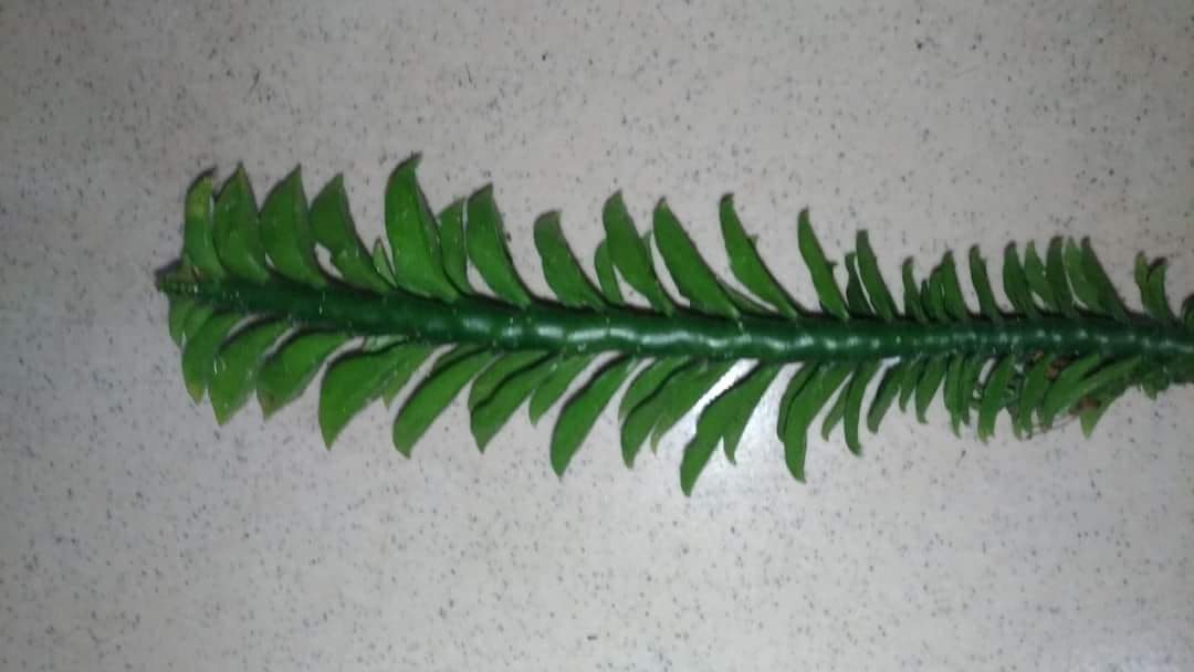 蜈蚣草