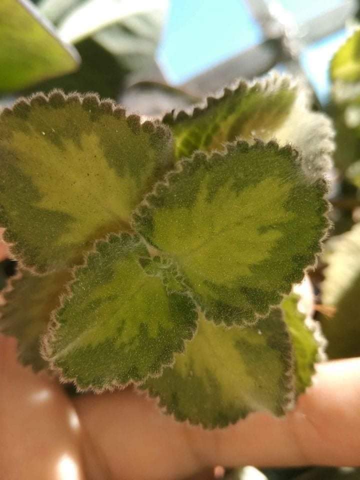 左手香中斑