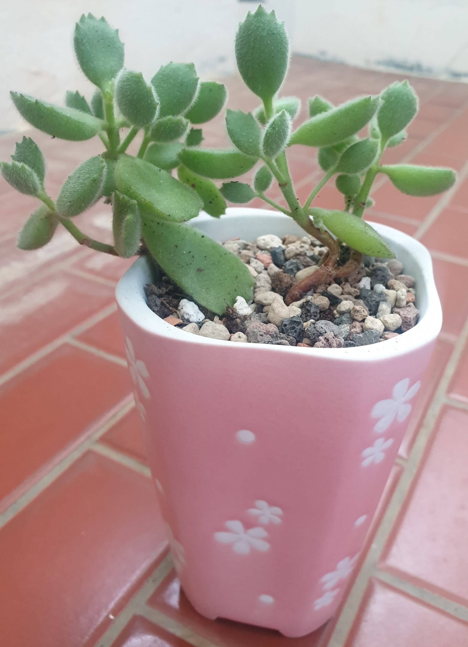 熊童子