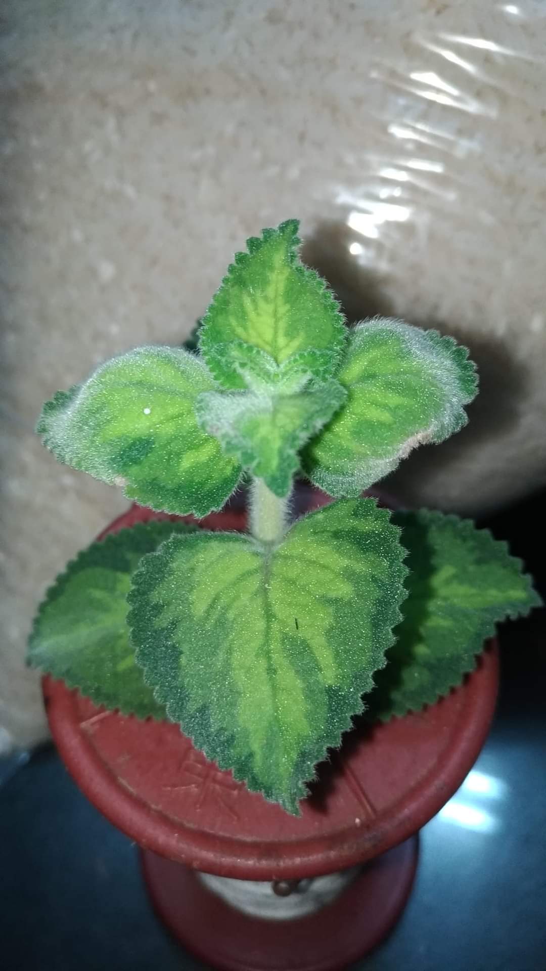 左手香中美斑