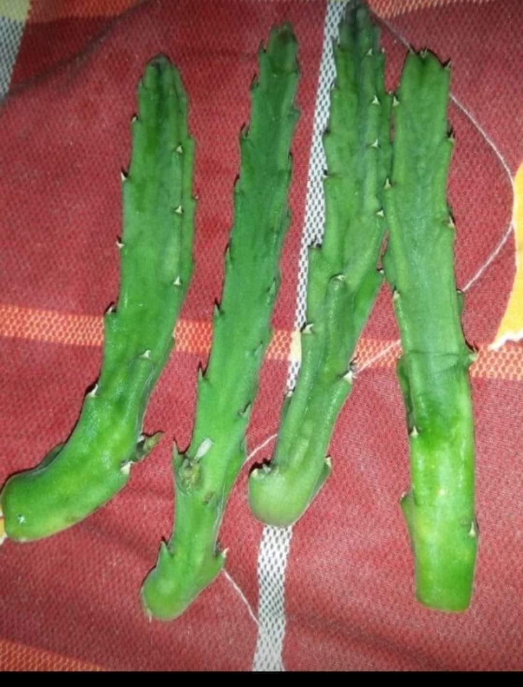 大花犀角