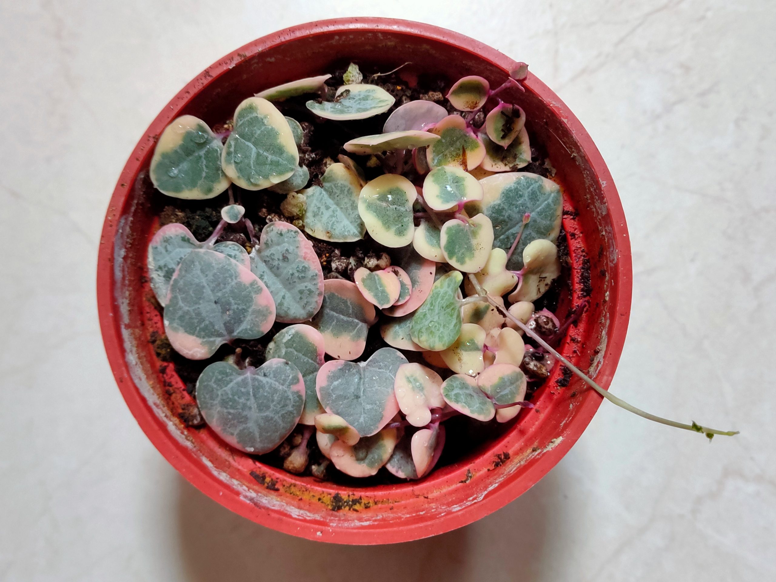 愛之蔓錦