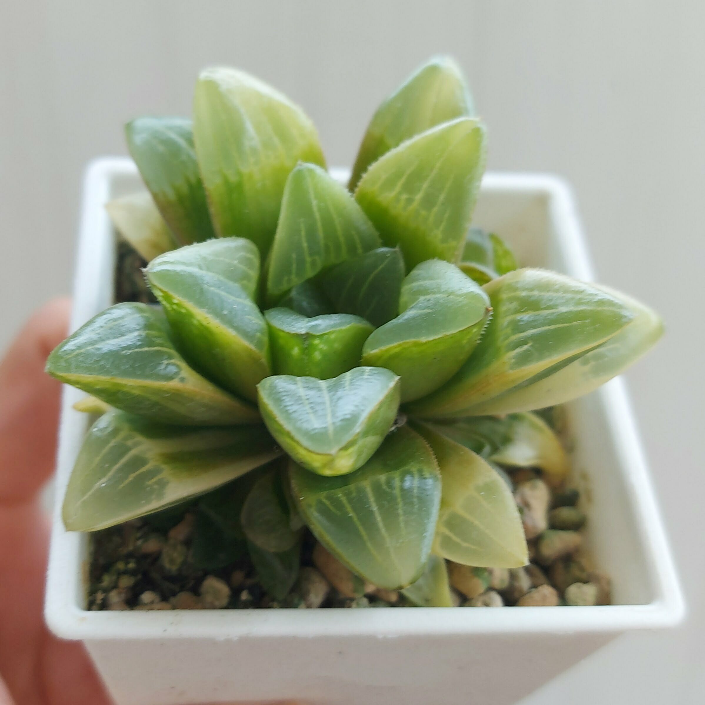 壽錦