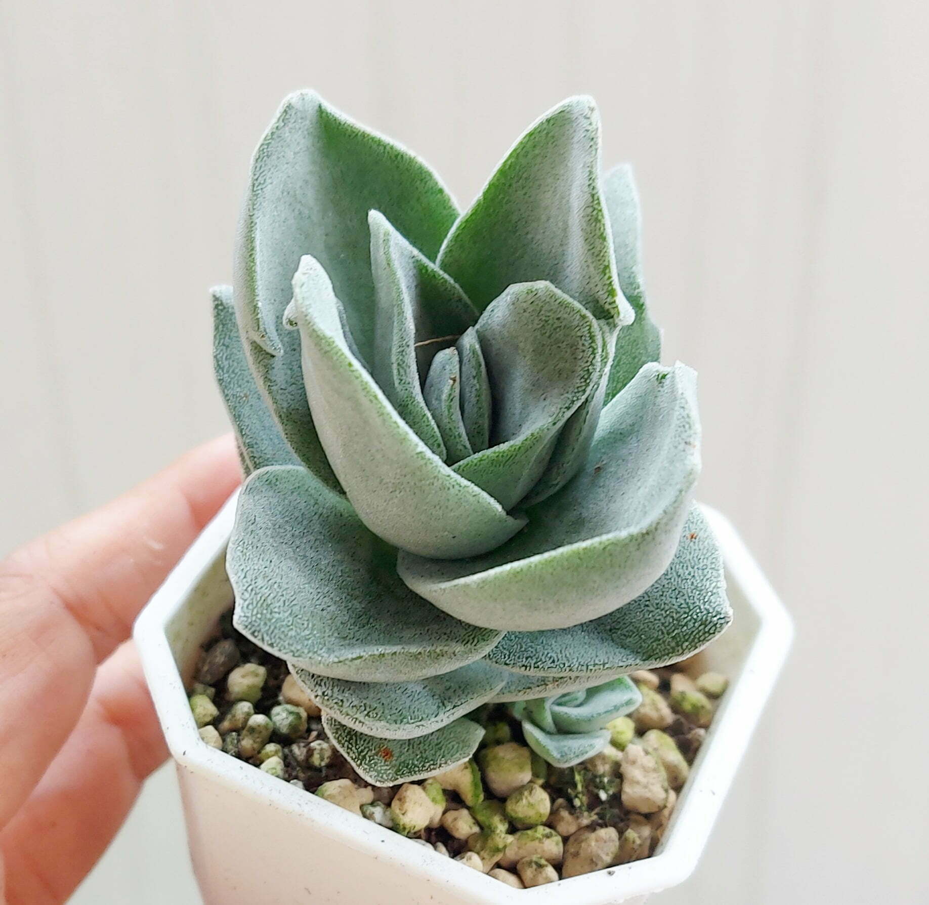 夢稚兒×焰芒