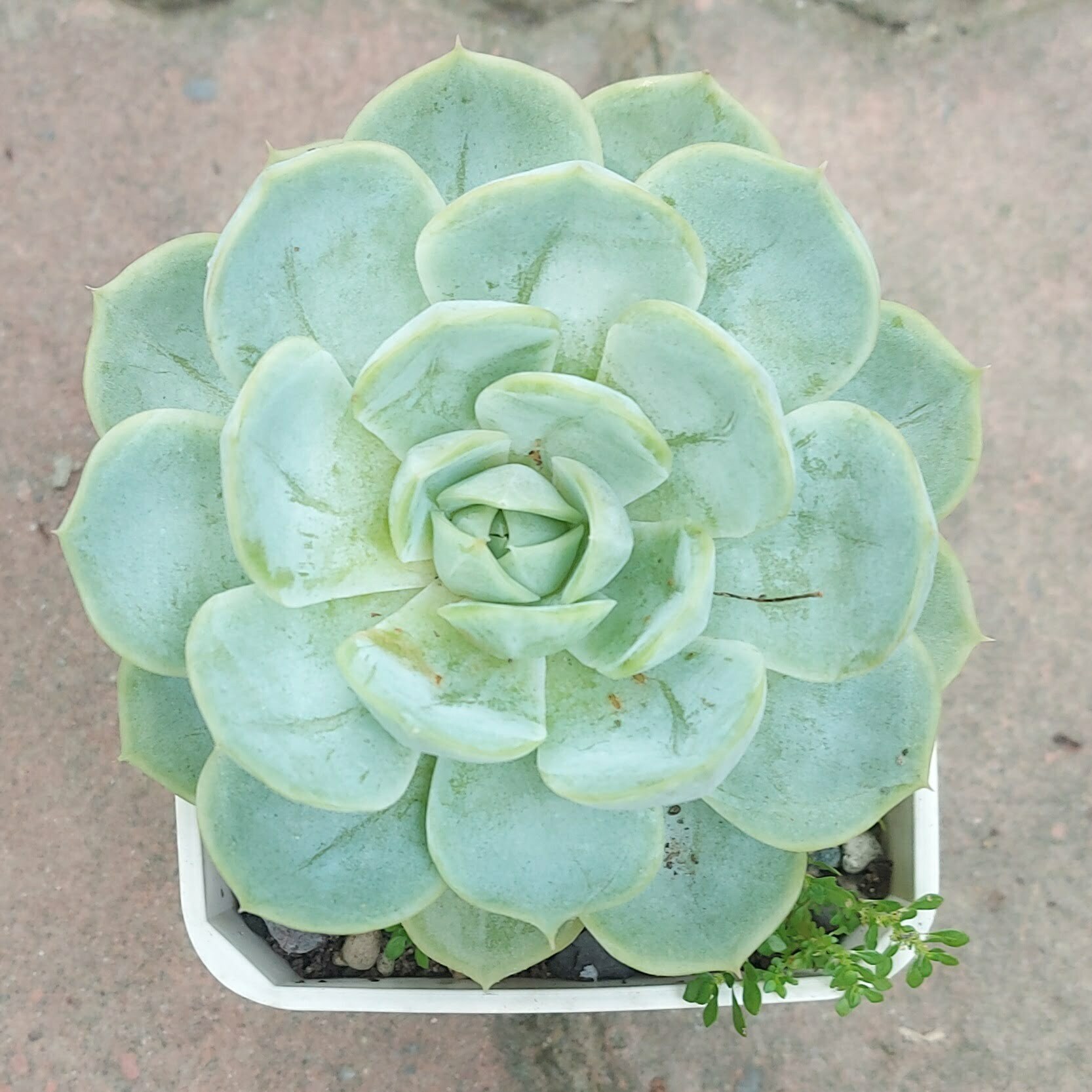 雙子座