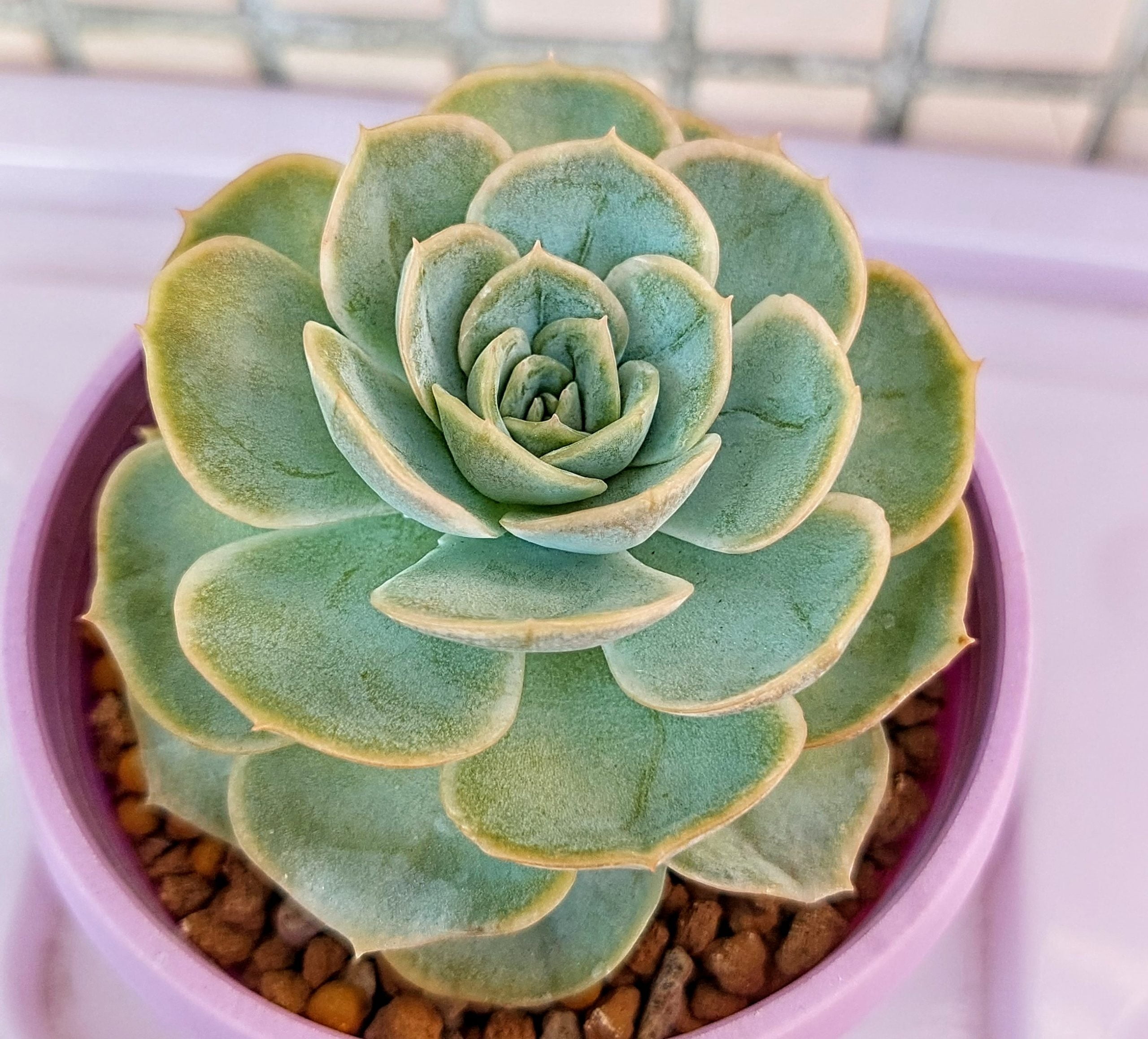 藍色驚喜