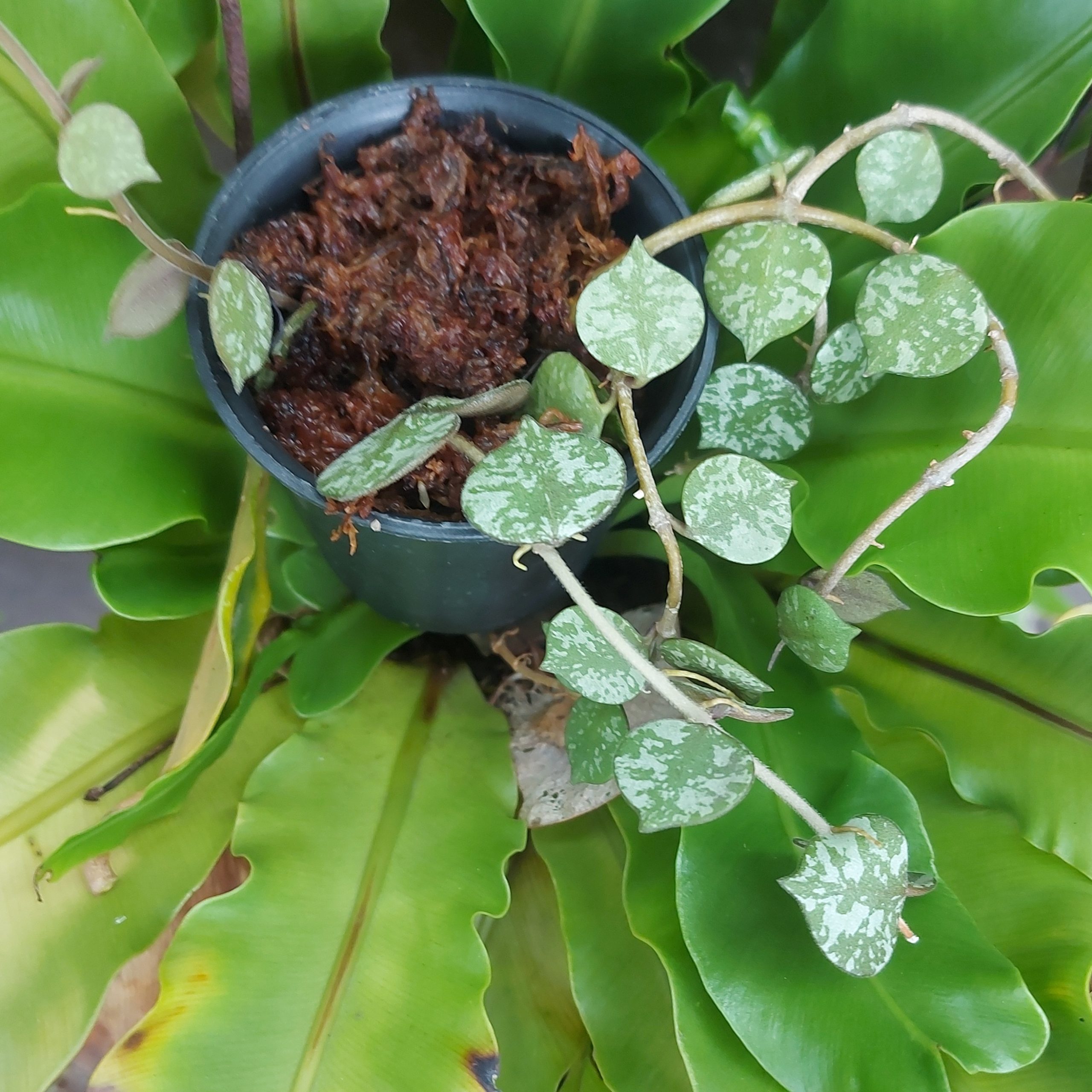 章魚毬蘭