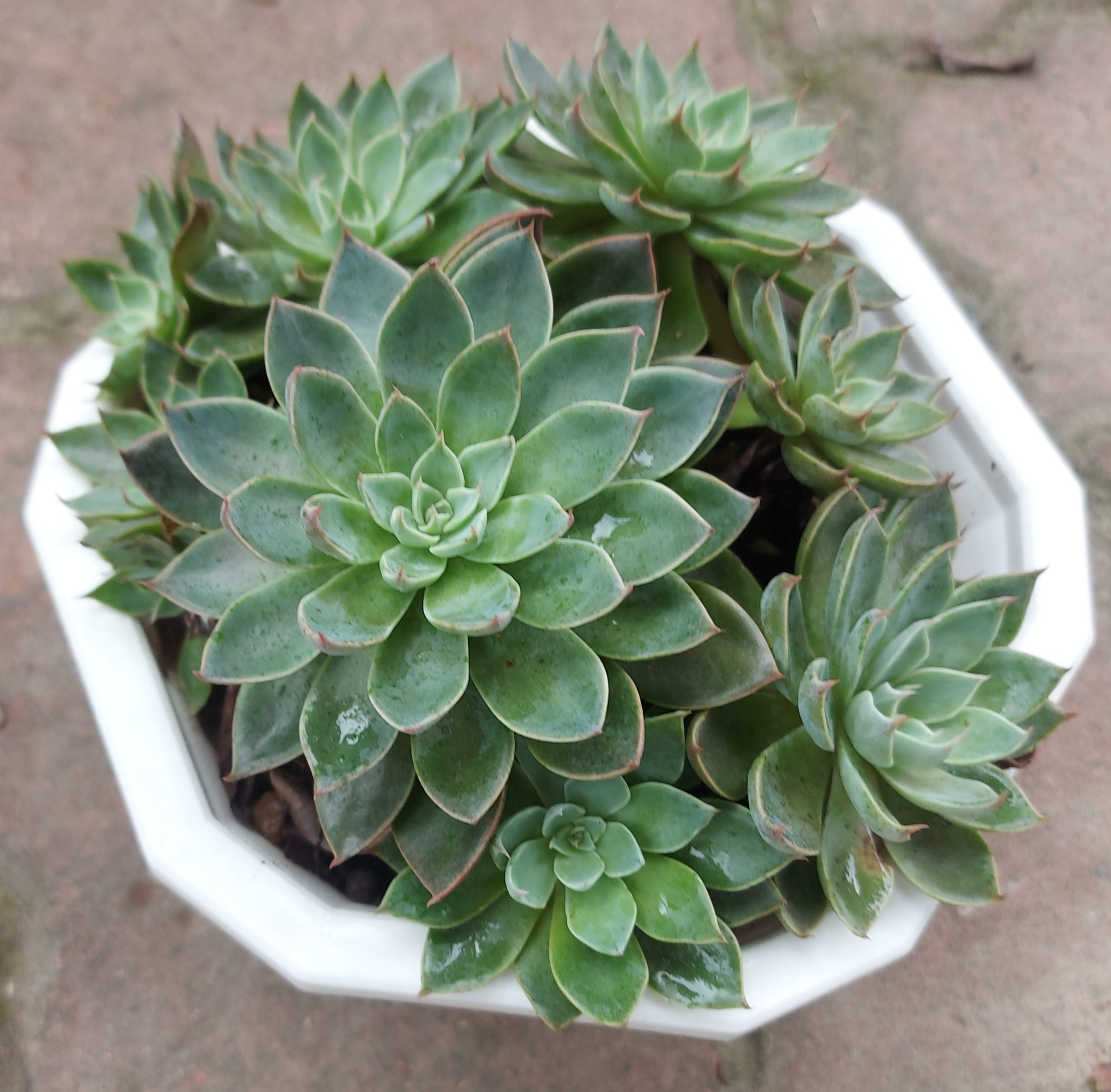 紫蠍子