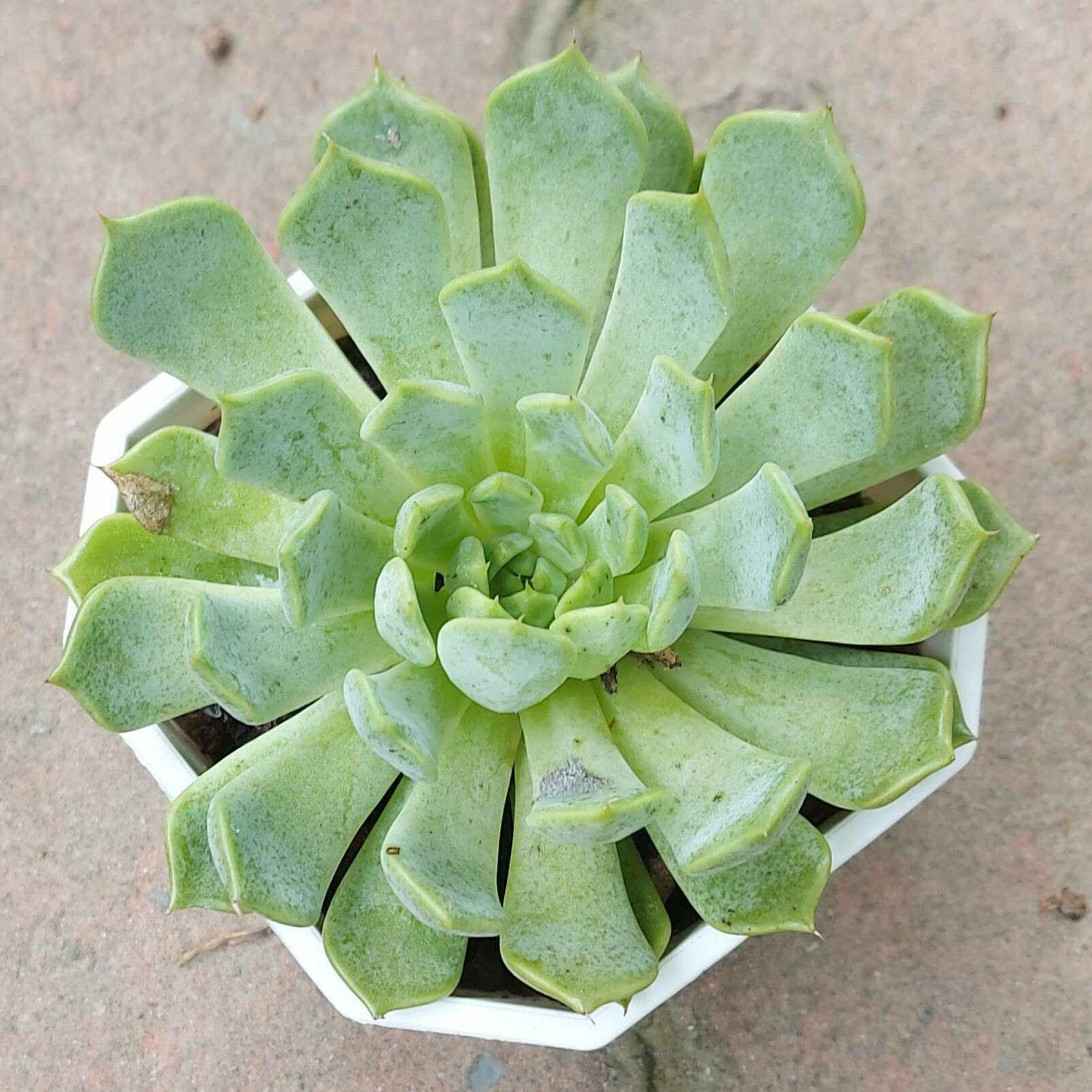 獅子座