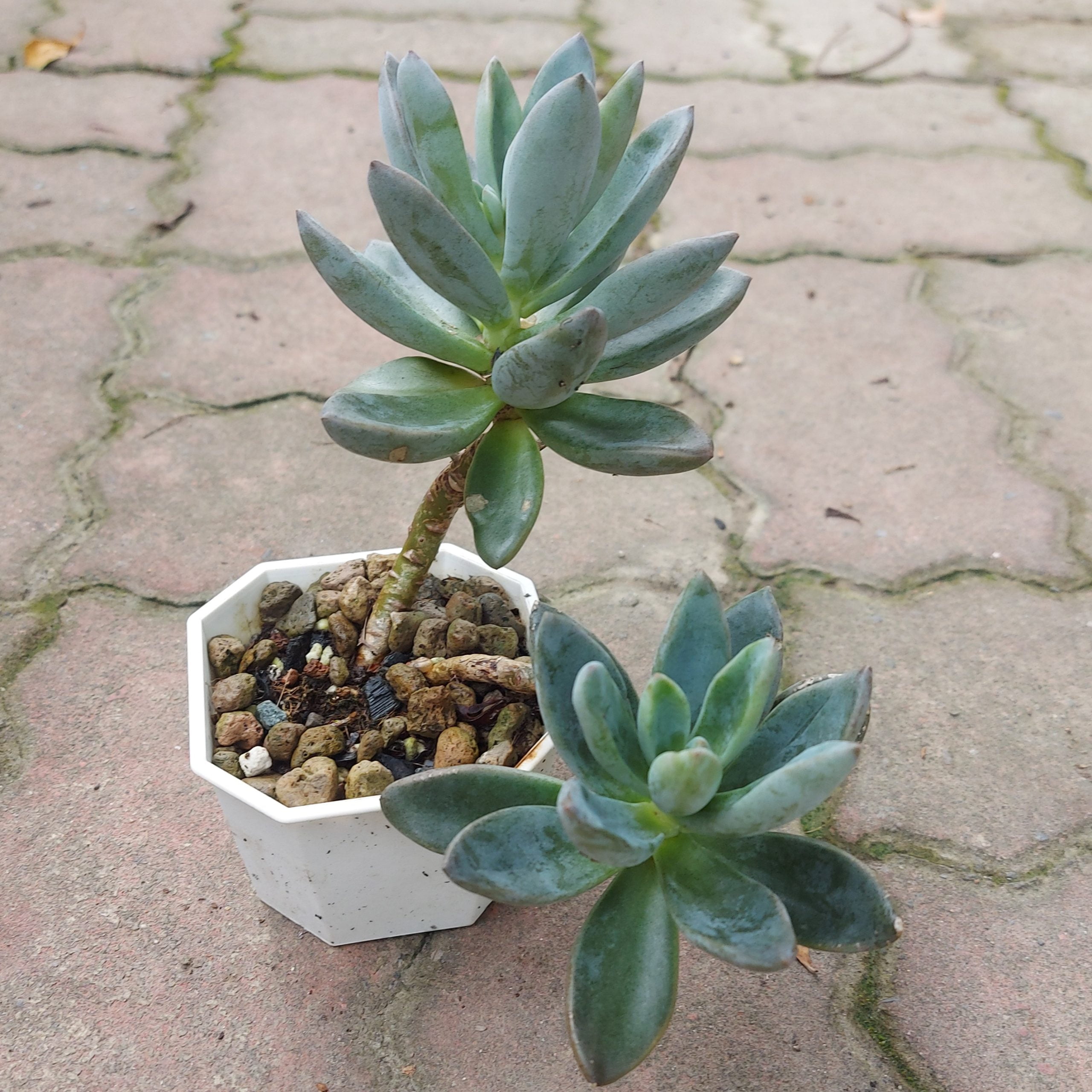 粉撲