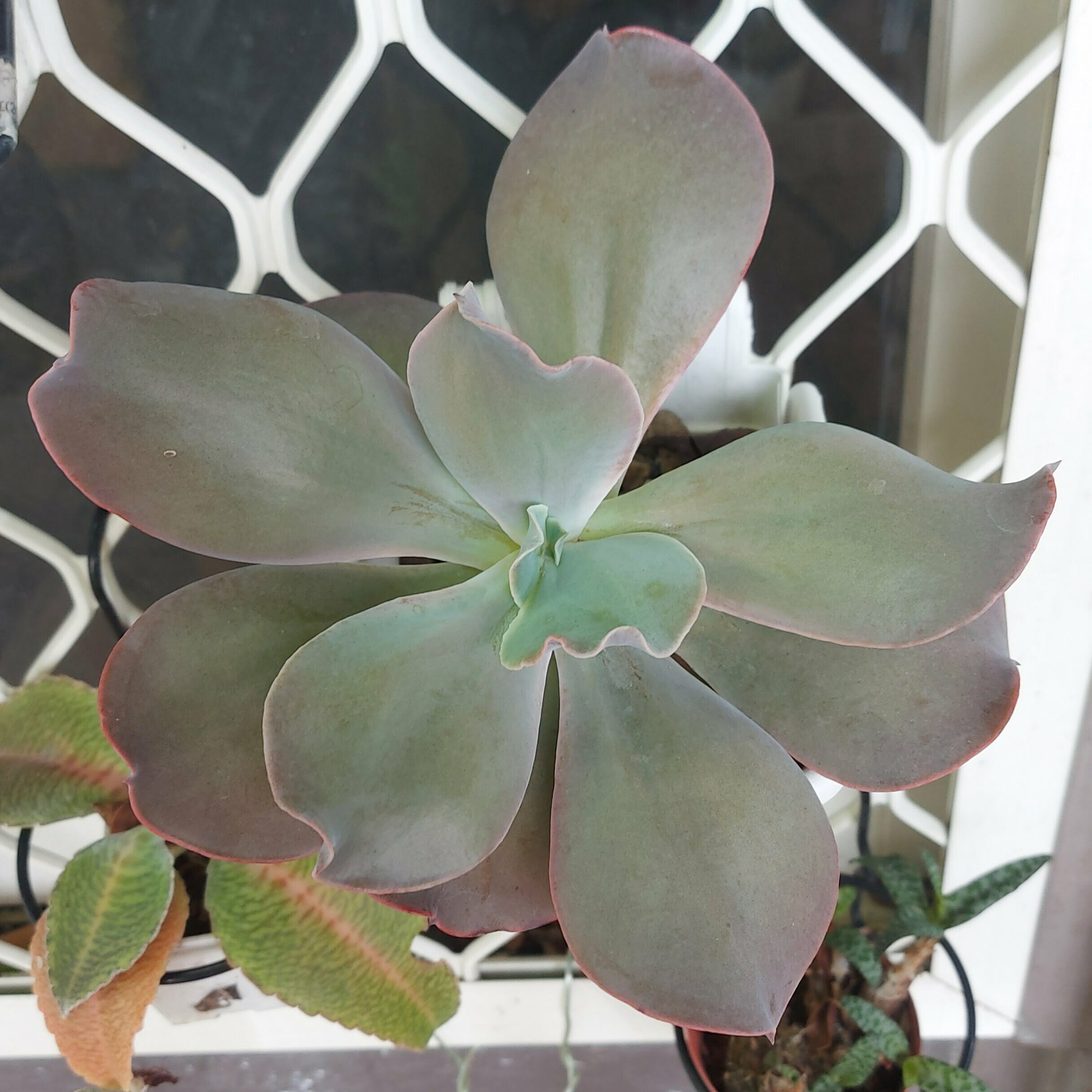 搖擺樂