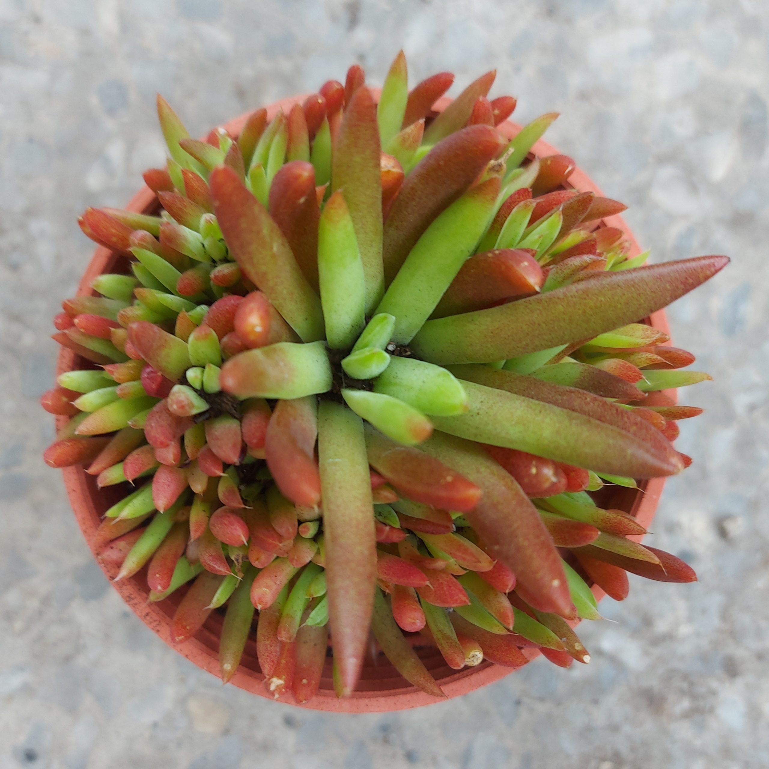 爪蓮華