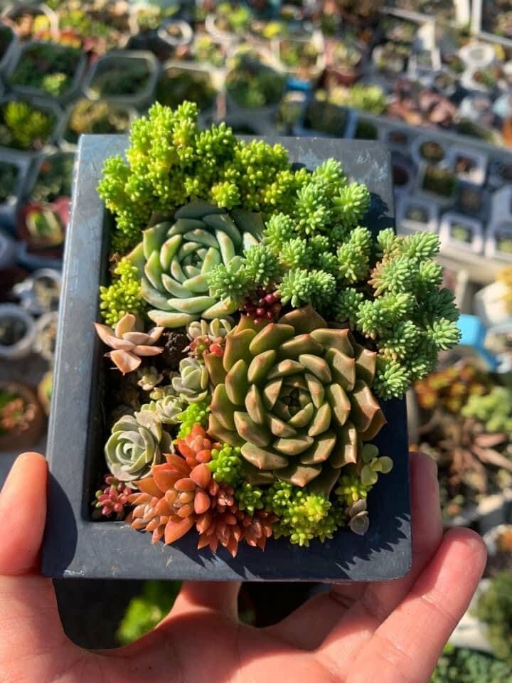 多肉植物.