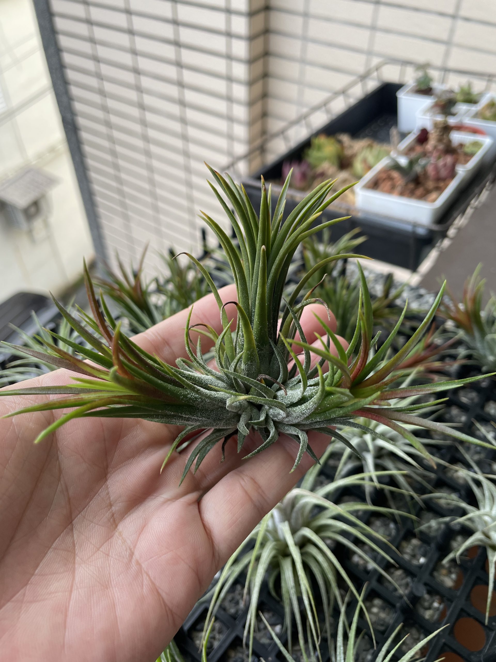 福果小精靈（3頭芽）