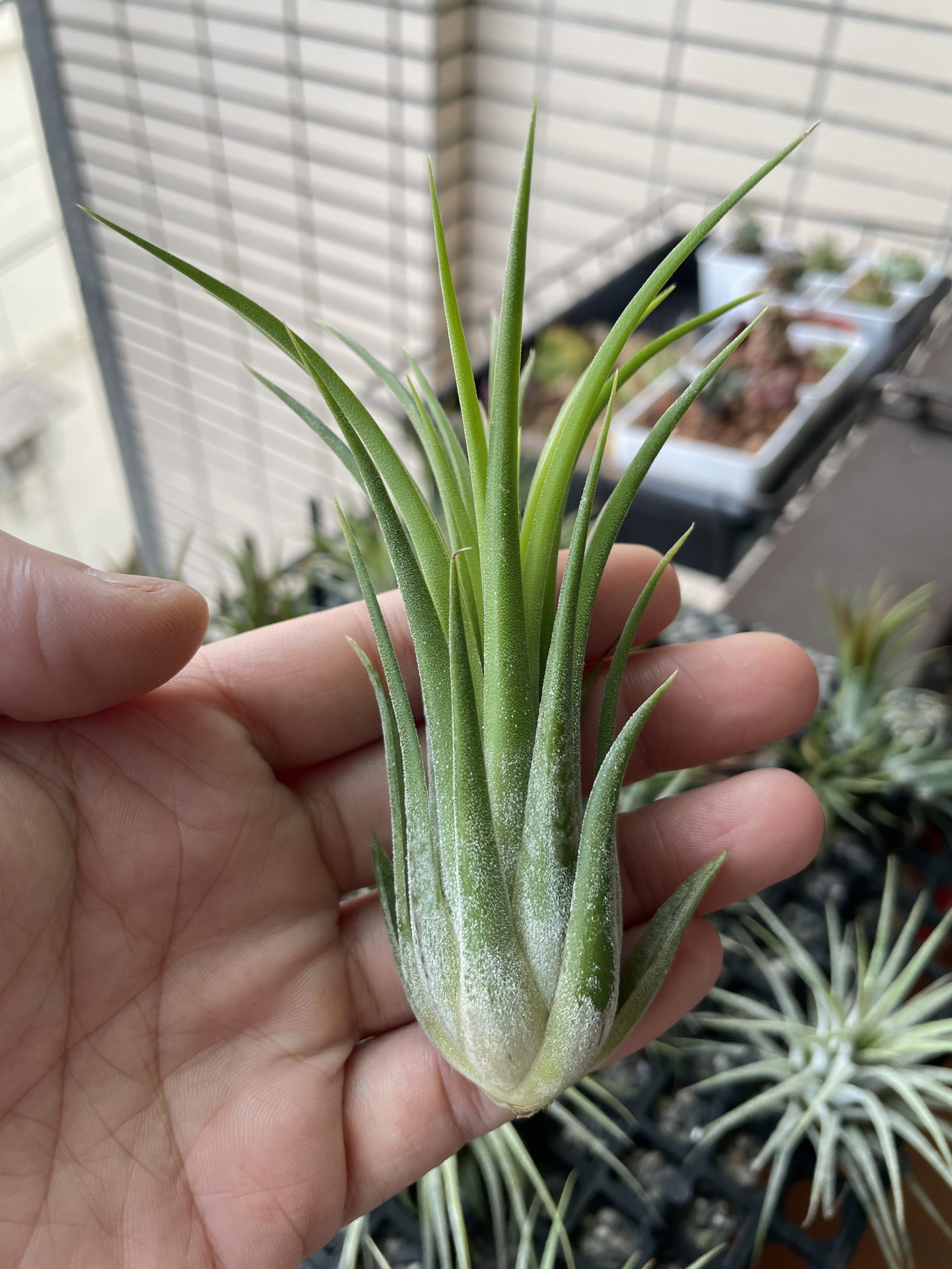 長頸鹿小精靈