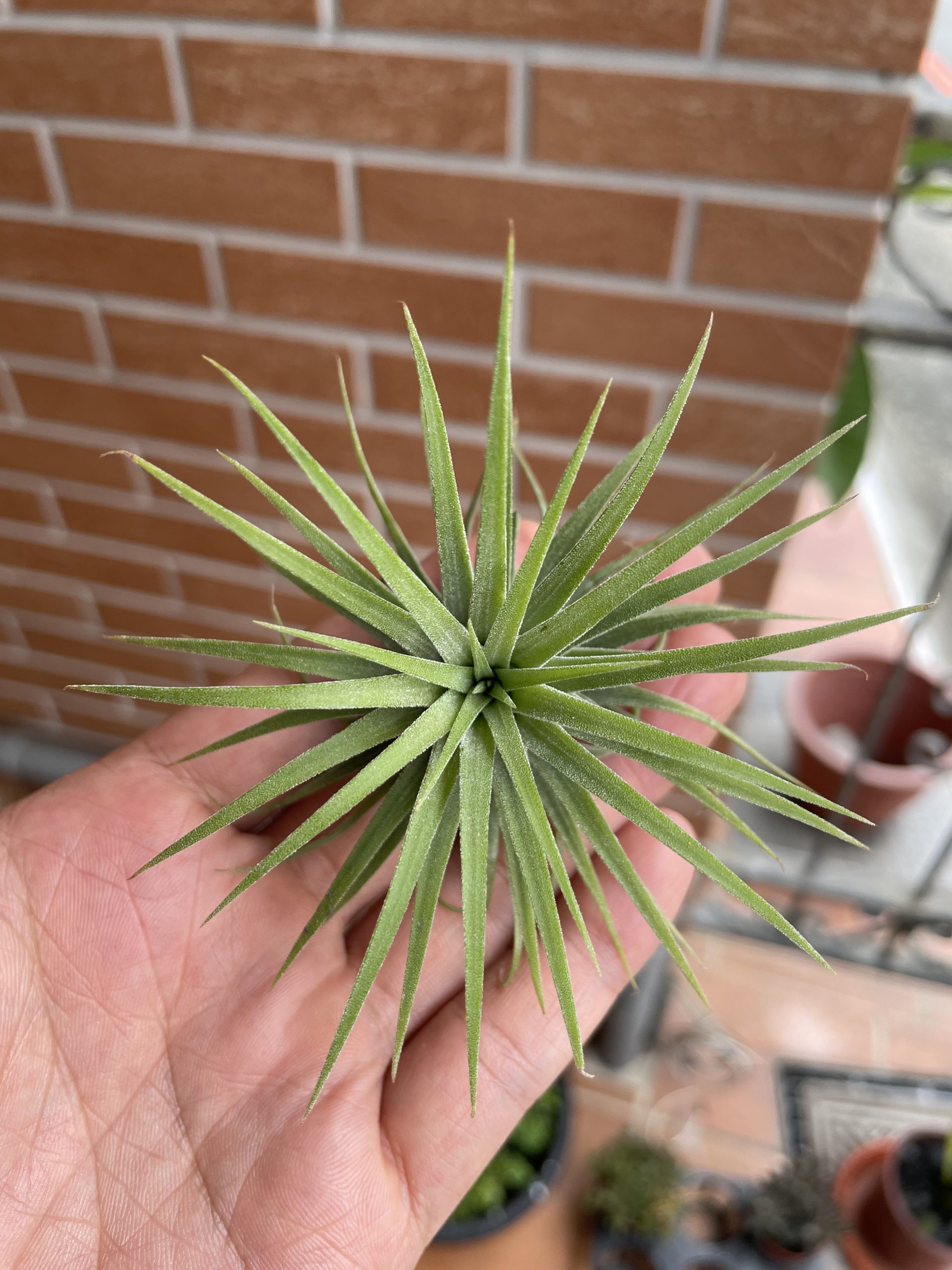 空氣鳳梨ionantha