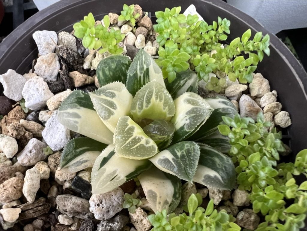 萬輪錦大側芽