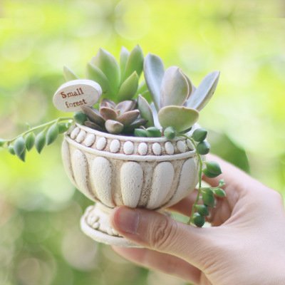 迷你多肉植物盆器