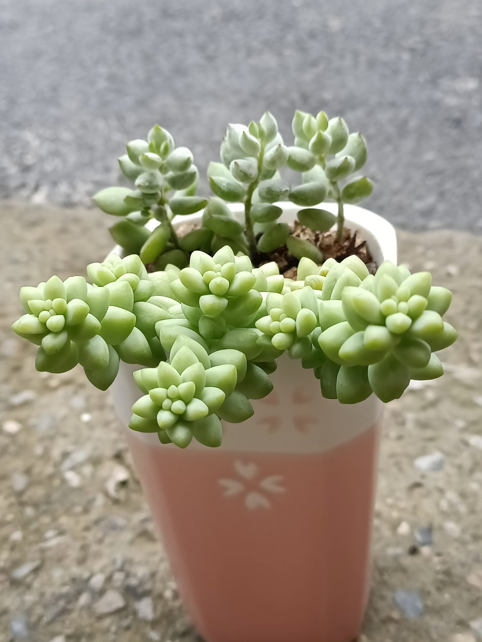 玉串珍珠