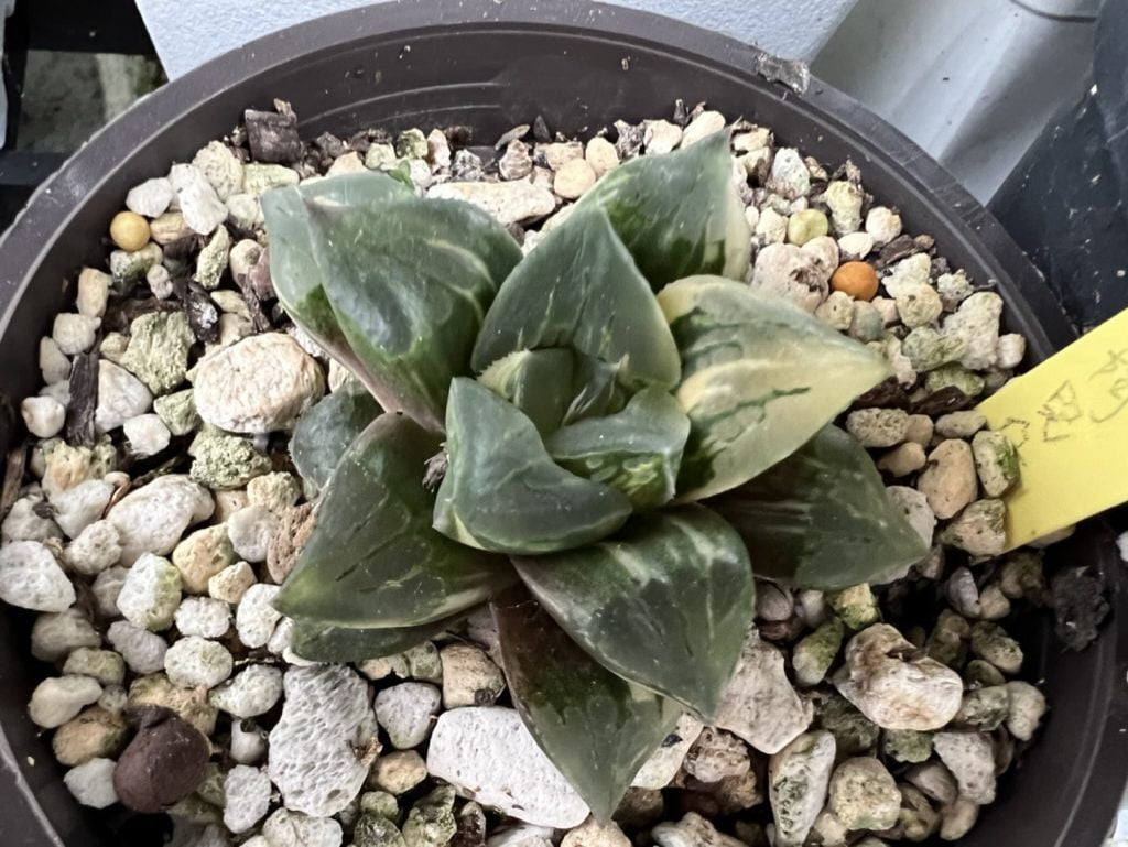 阿兜仔交種錦 側芽