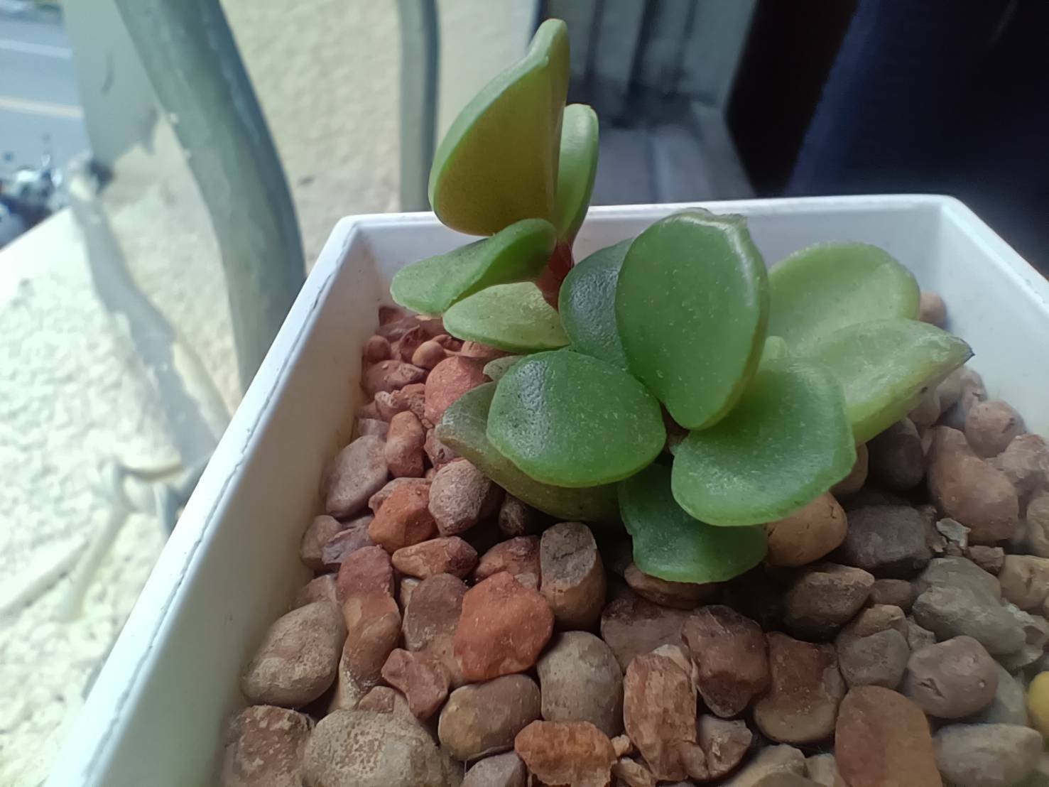 薄荷葉椒草