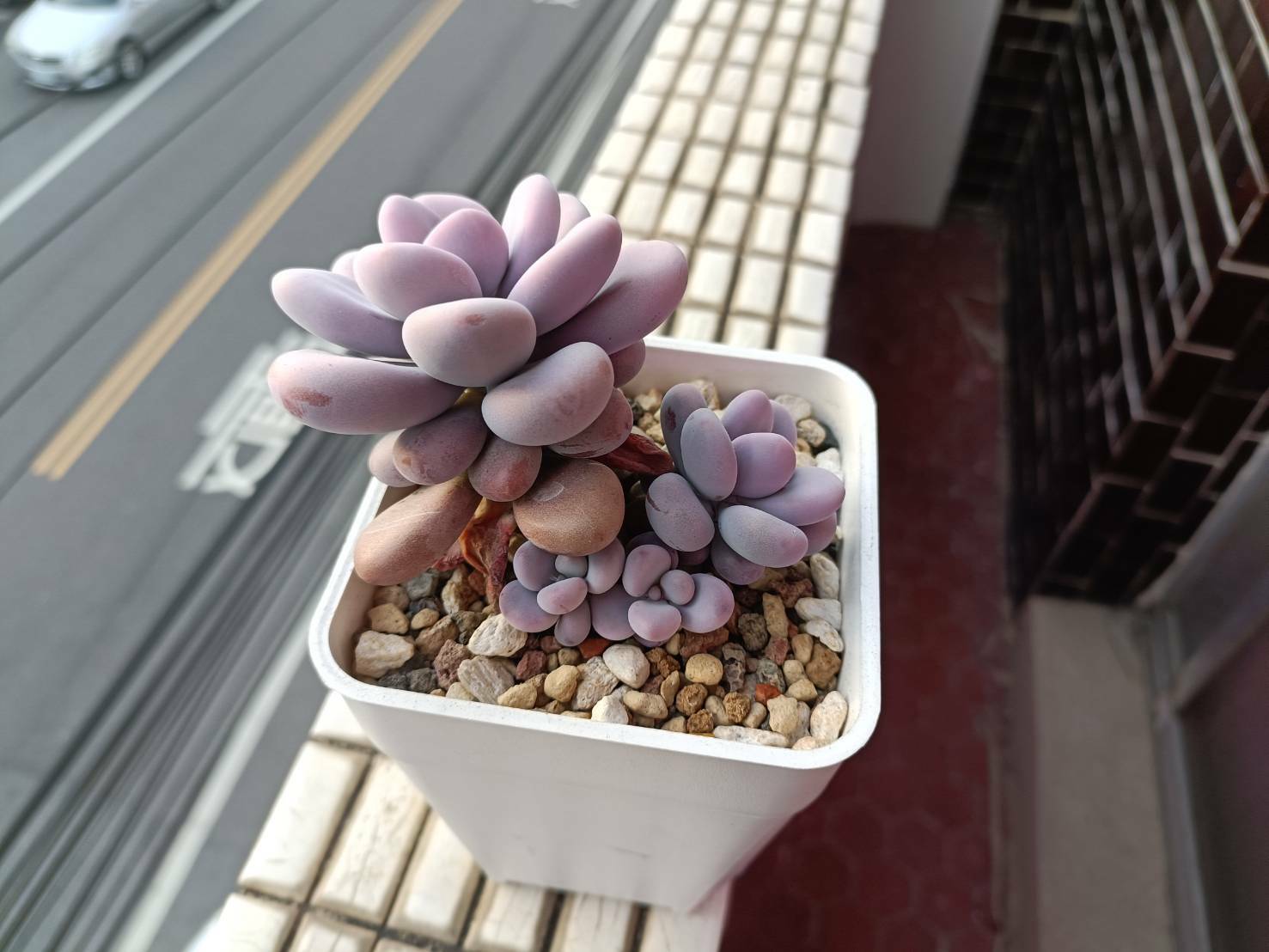 桃之卵