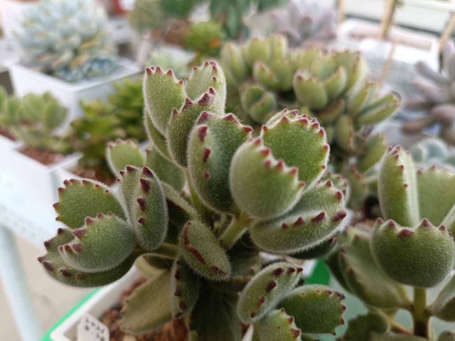 熊童子