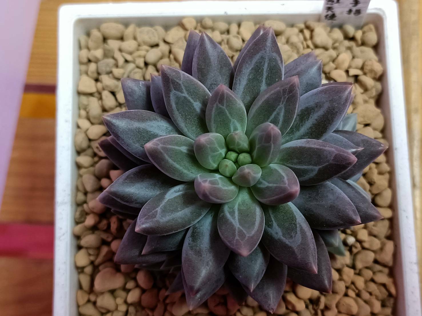 紅天使手指