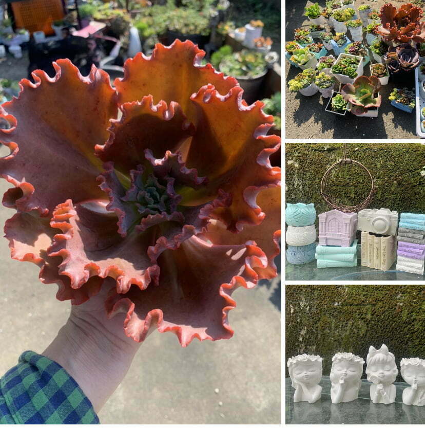 多肉植物組合
