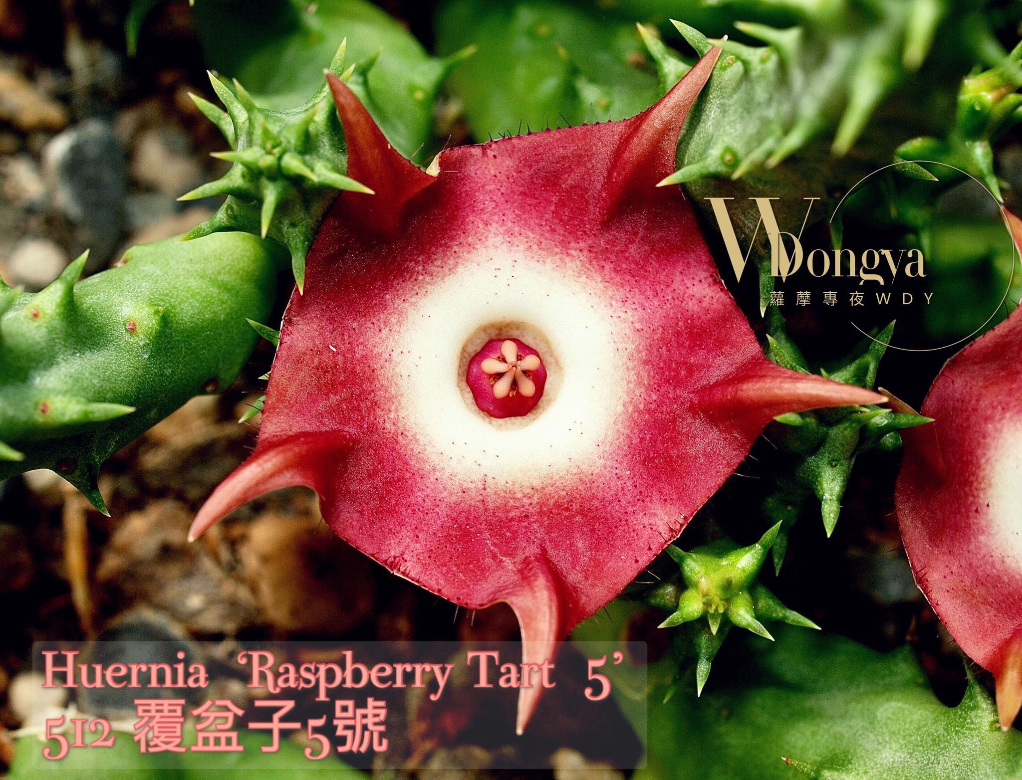 512覆盆子5號