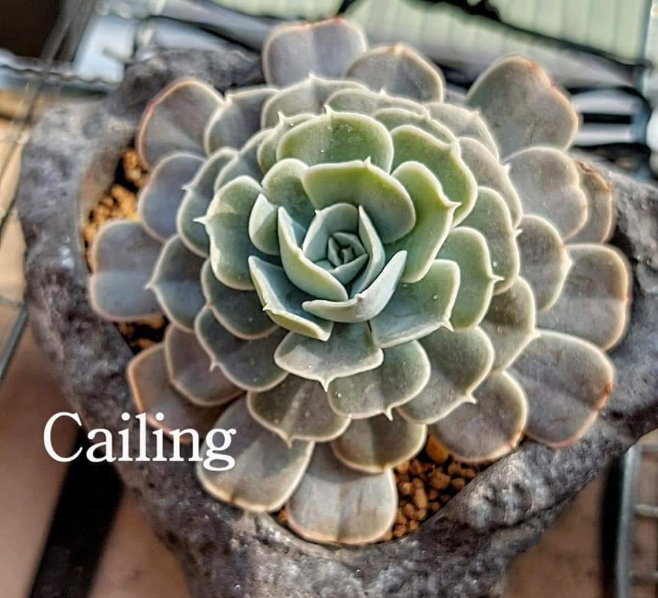 白玫瑰