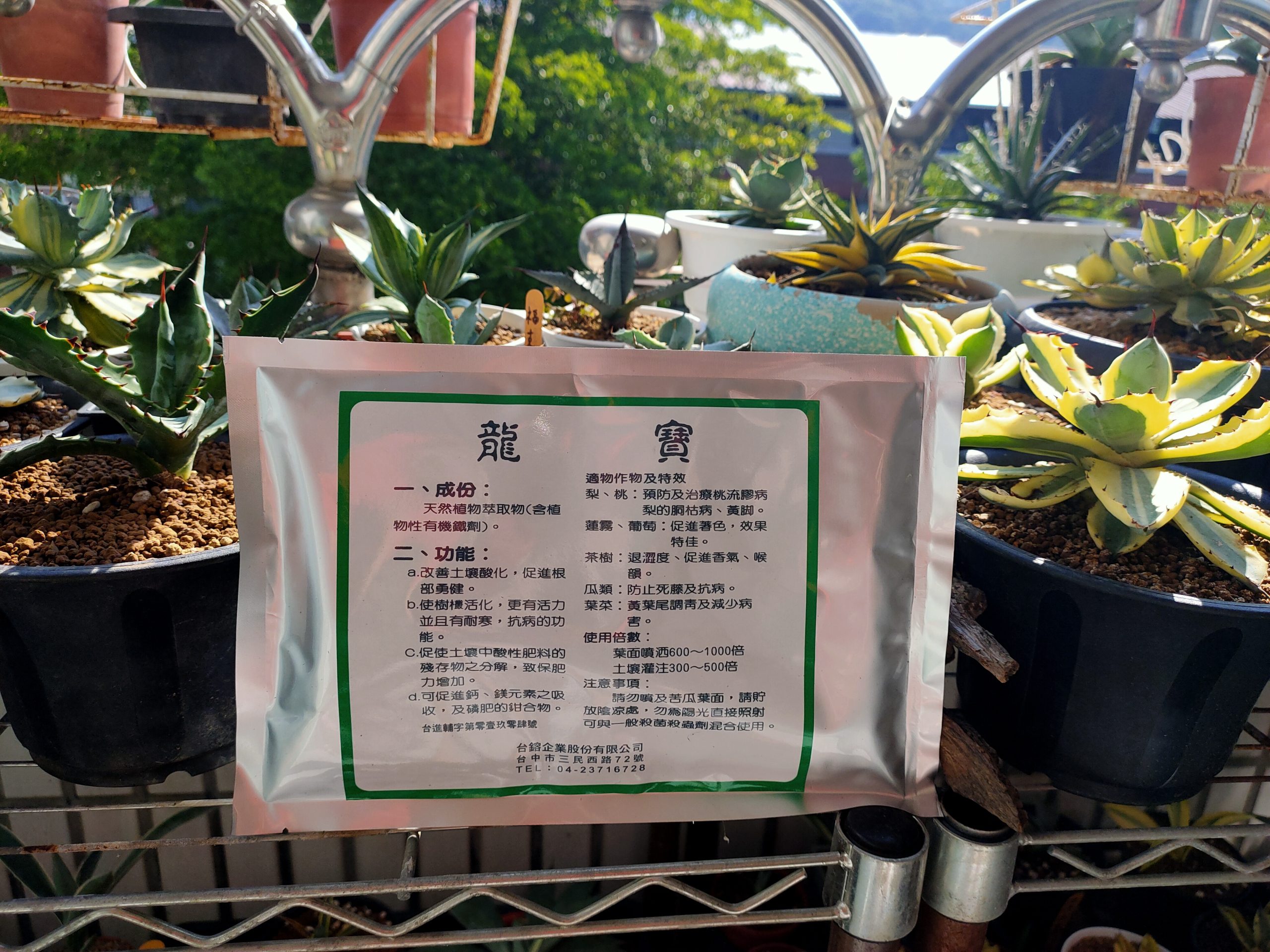 龍寶