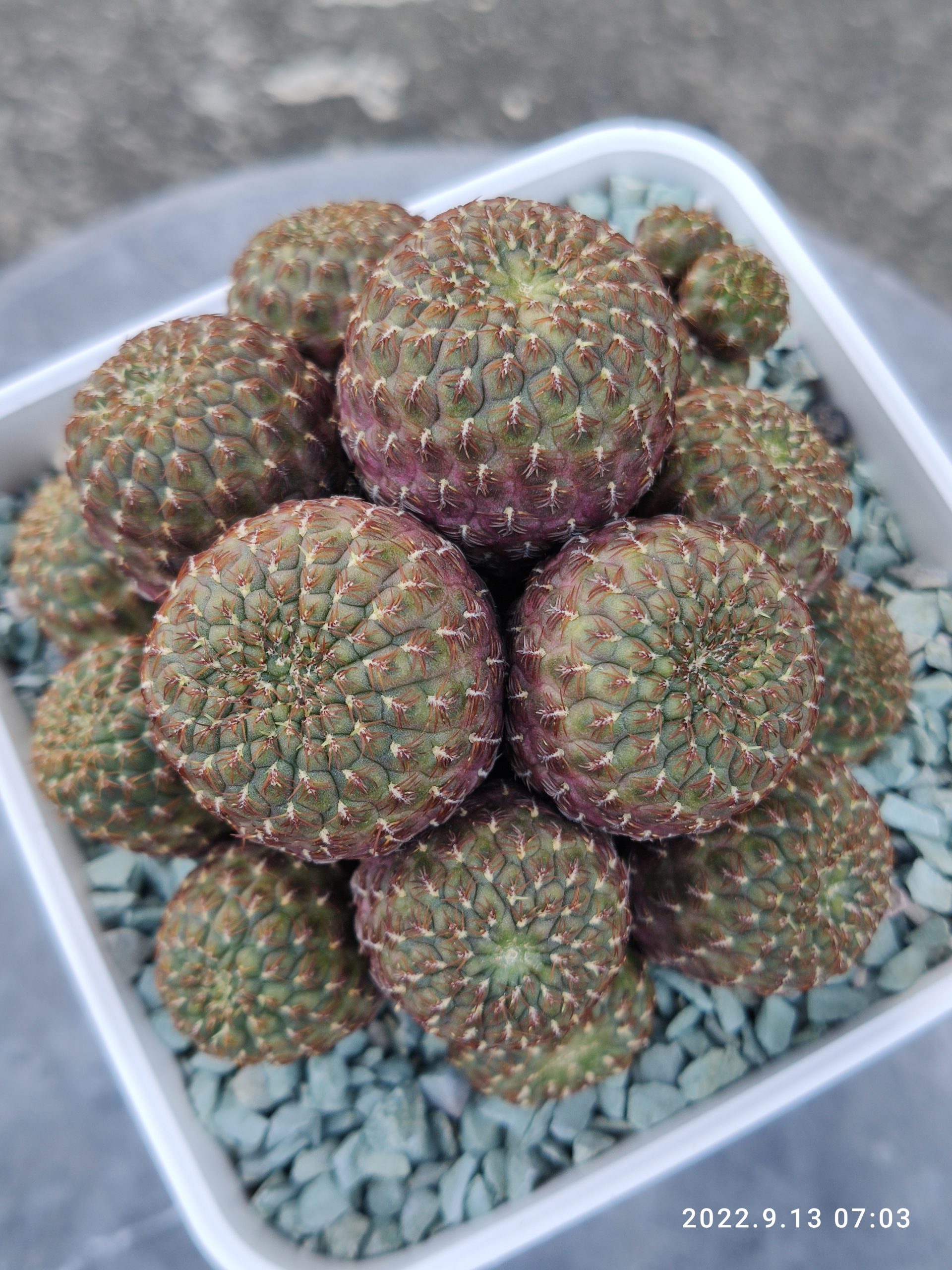 紫麗丸