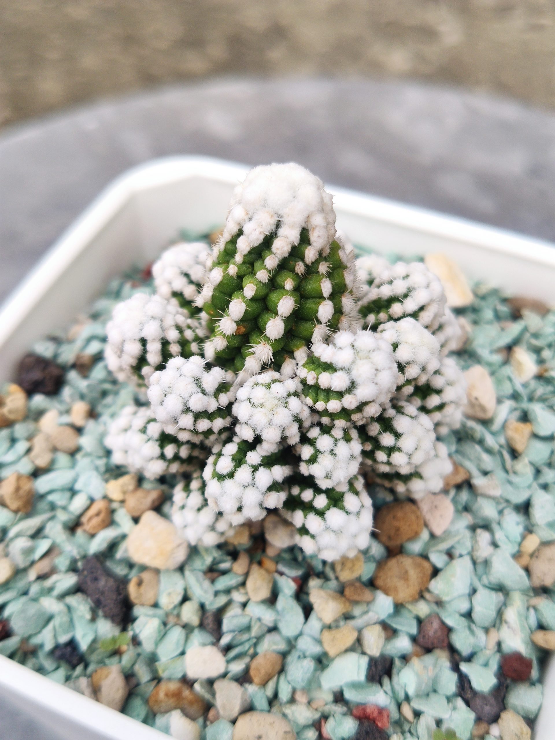 雪球