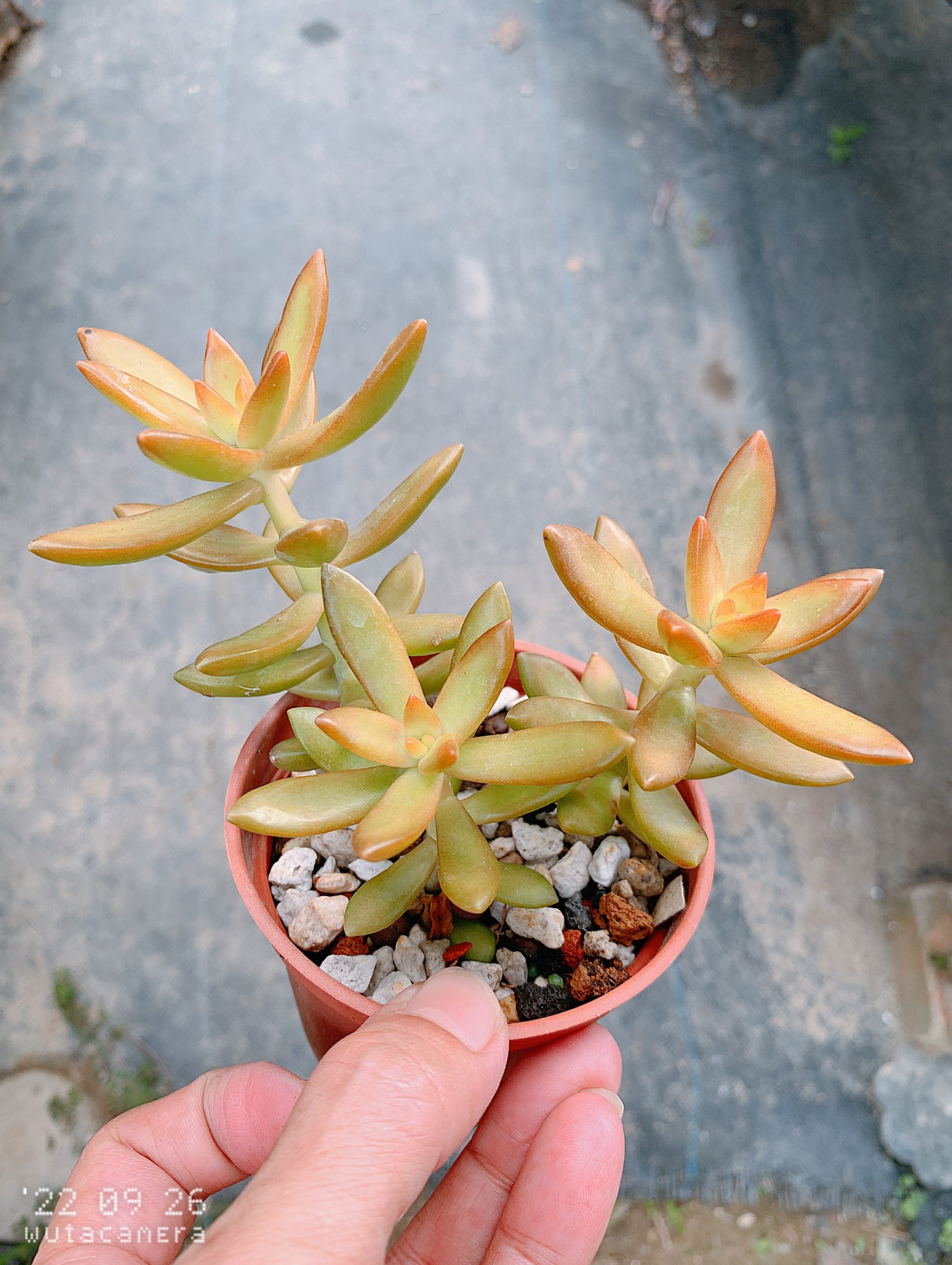 銘月
