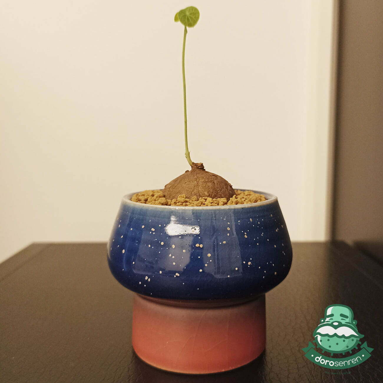 圓葉山烏龜