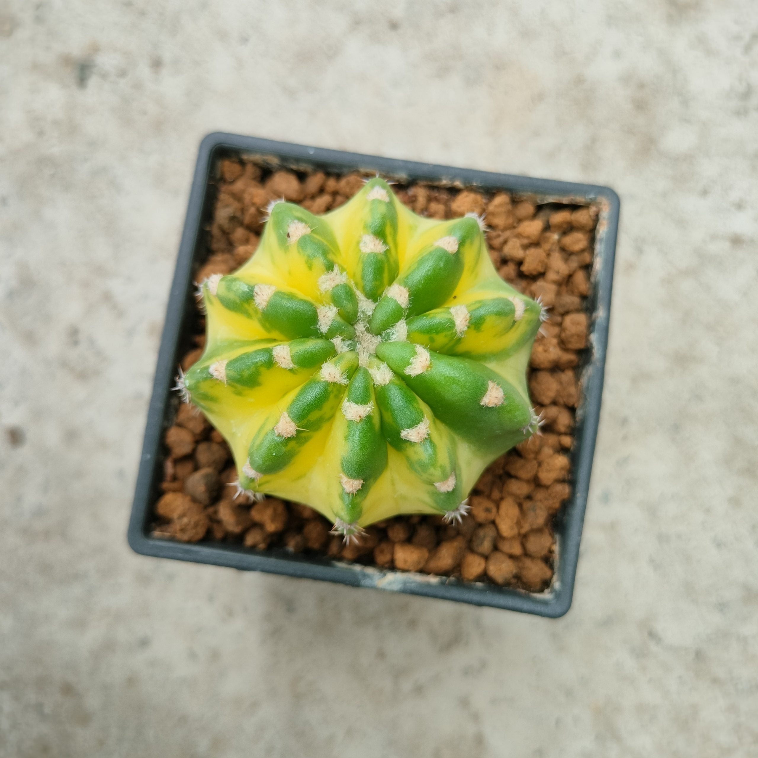 逆斑短毛丸錦