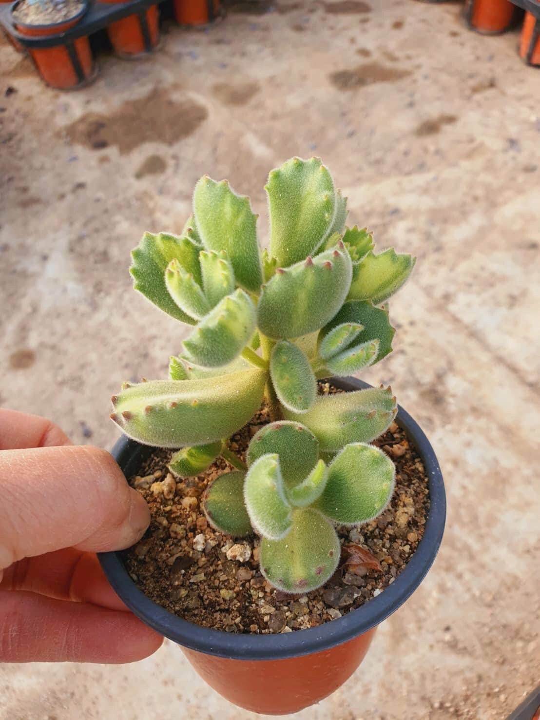 白熊綠熊3寸