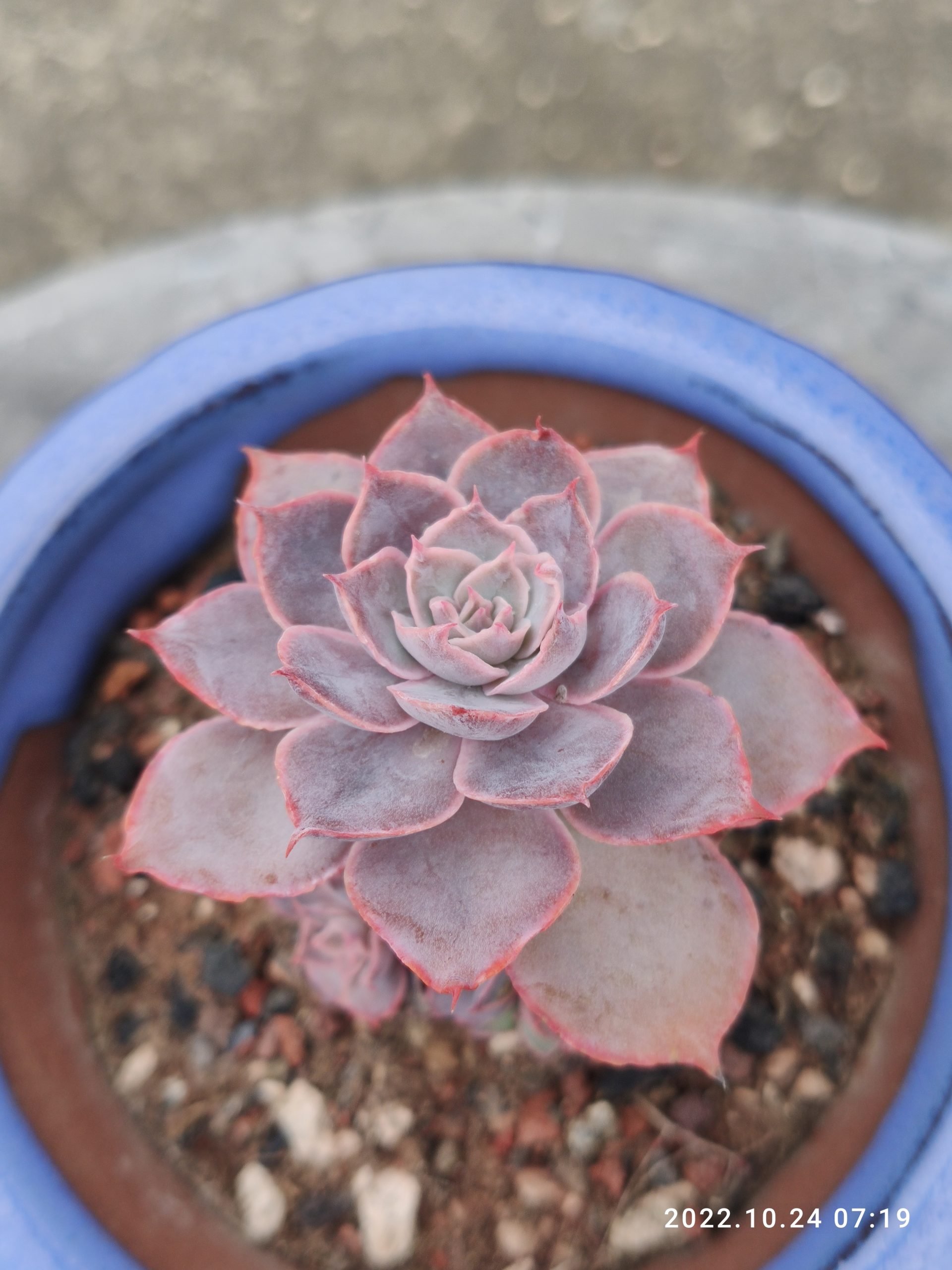 粉紅天使