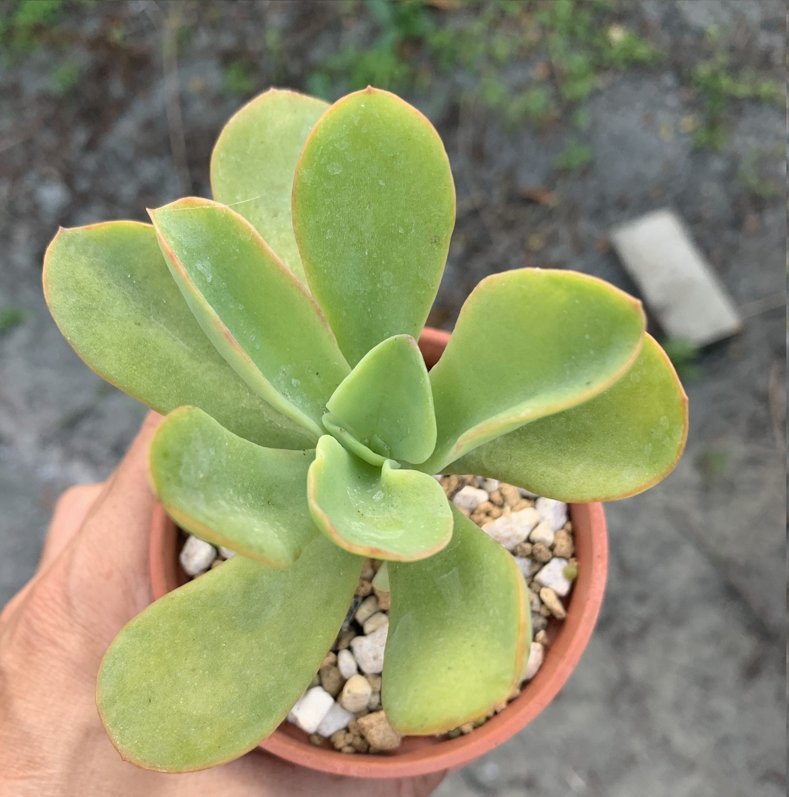 檸檬扭