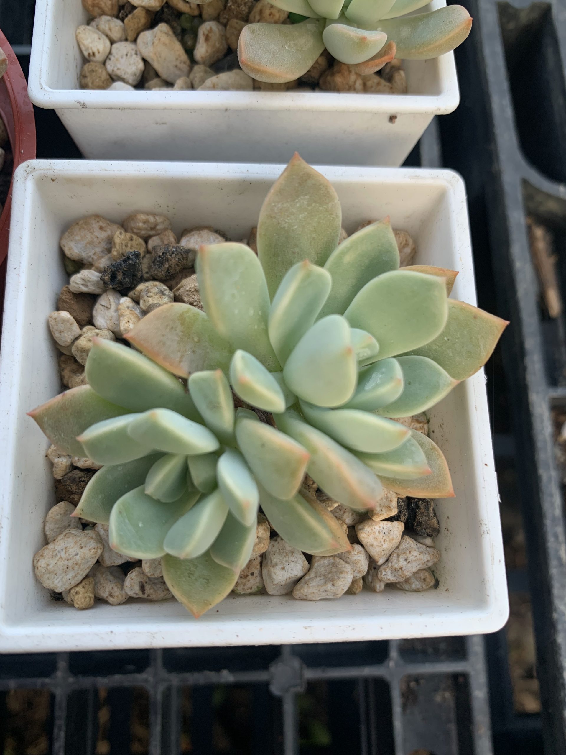 雙頭粉紅佳人