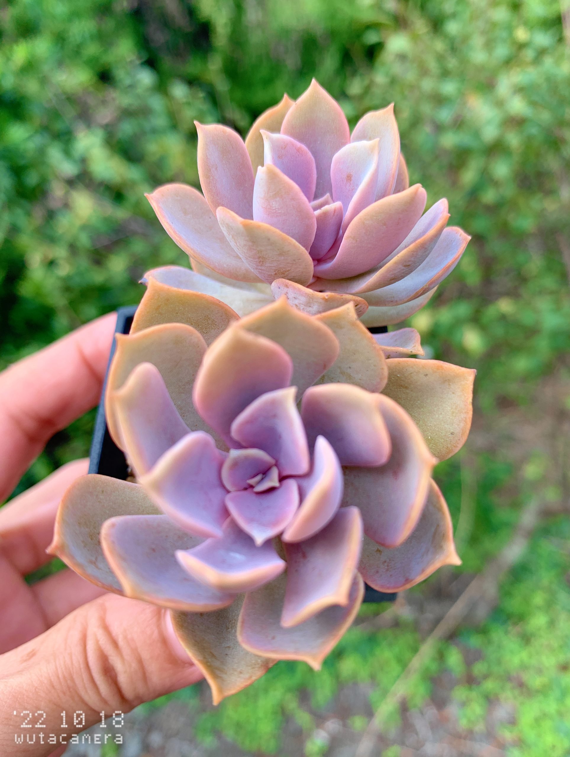 紐約堡珍珠