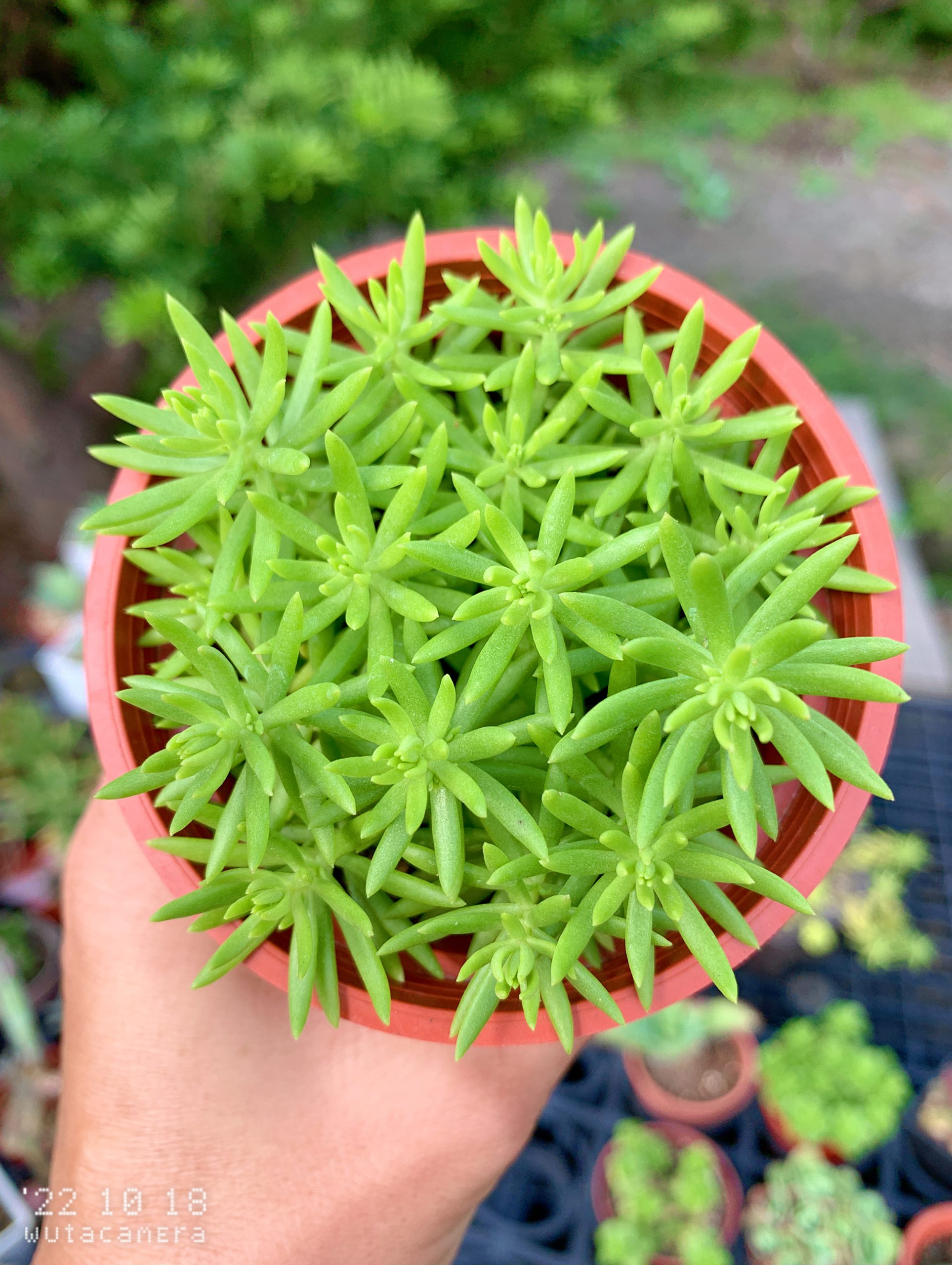 萬年草