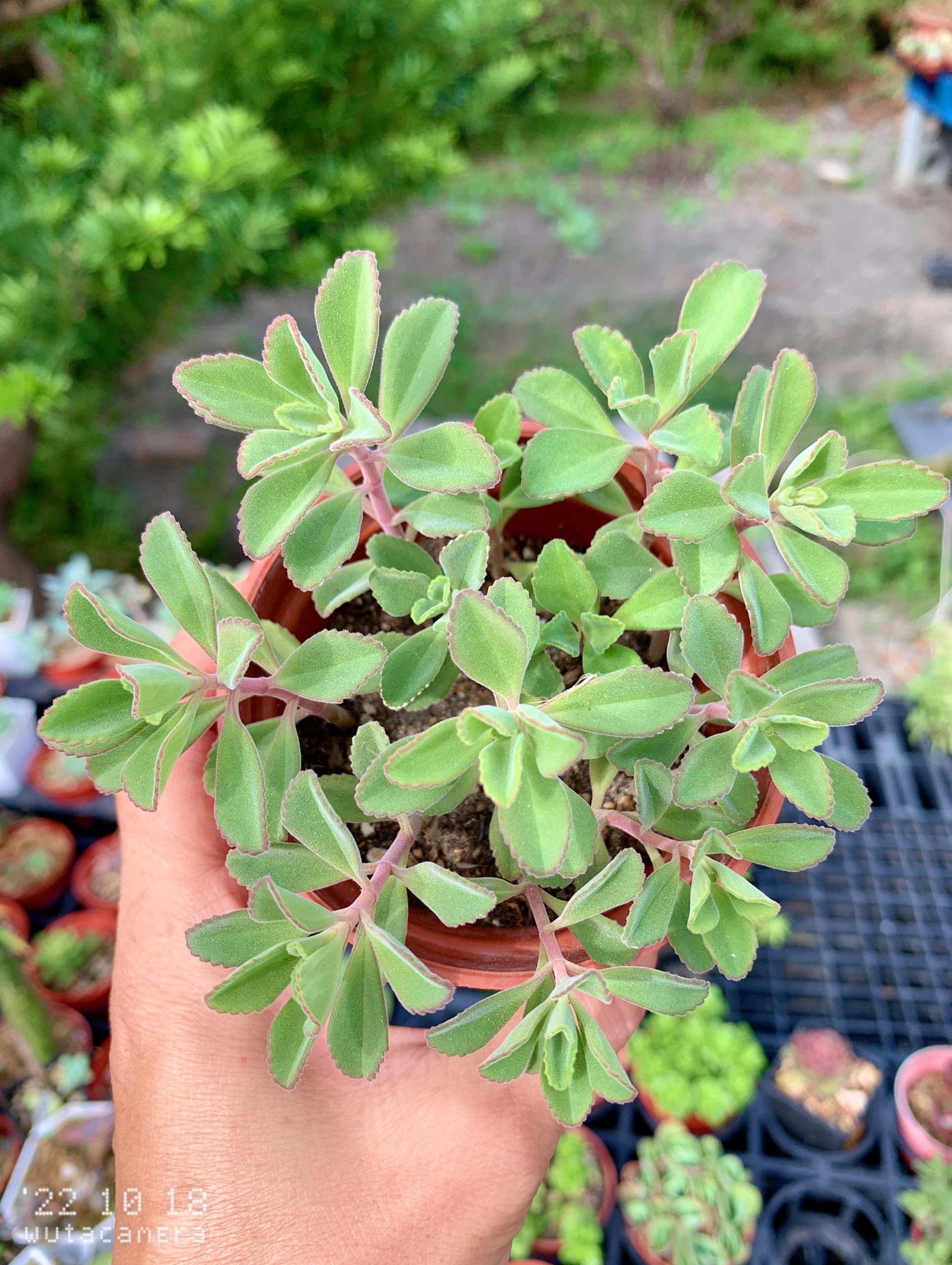 龍蝦花
