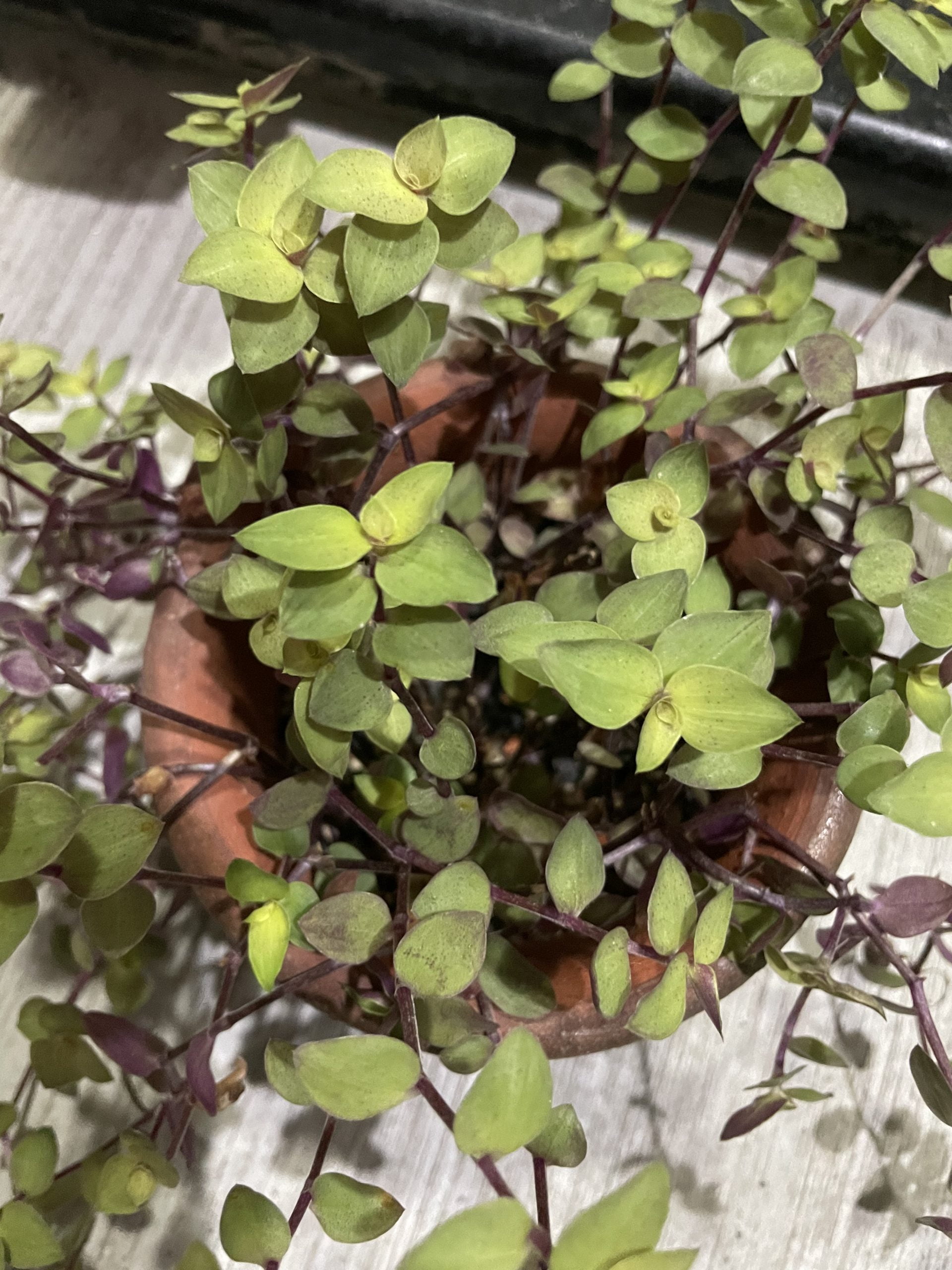 怡心草