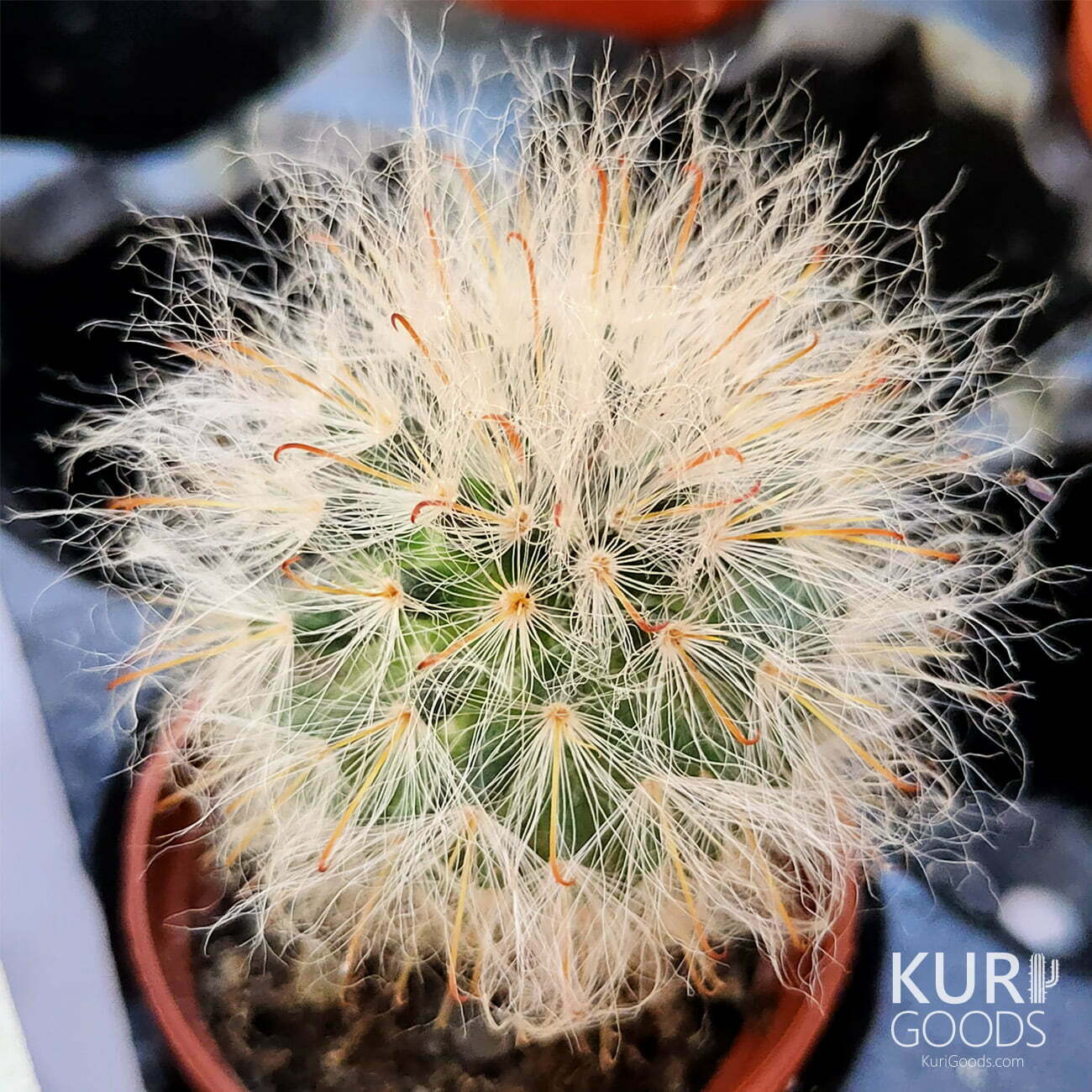 高砂