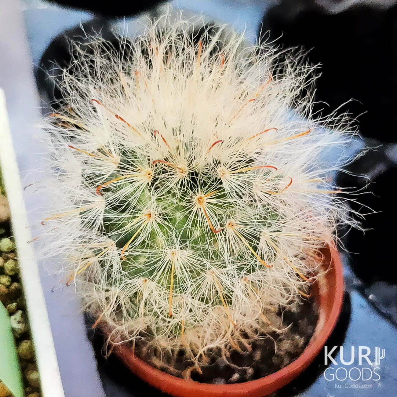 CA003-高砂-03-2fdfe937